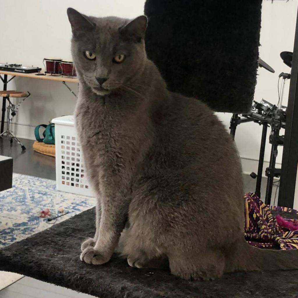 Enlarge Wutang, a Adoptable Domestic Short Hair in Los Angeles, CA image 5/6