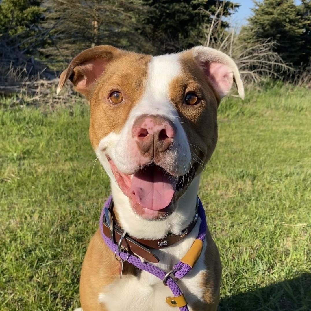 Enlarge Hondo, a Adoptable mixed breed in Allegan, MI image 1/6