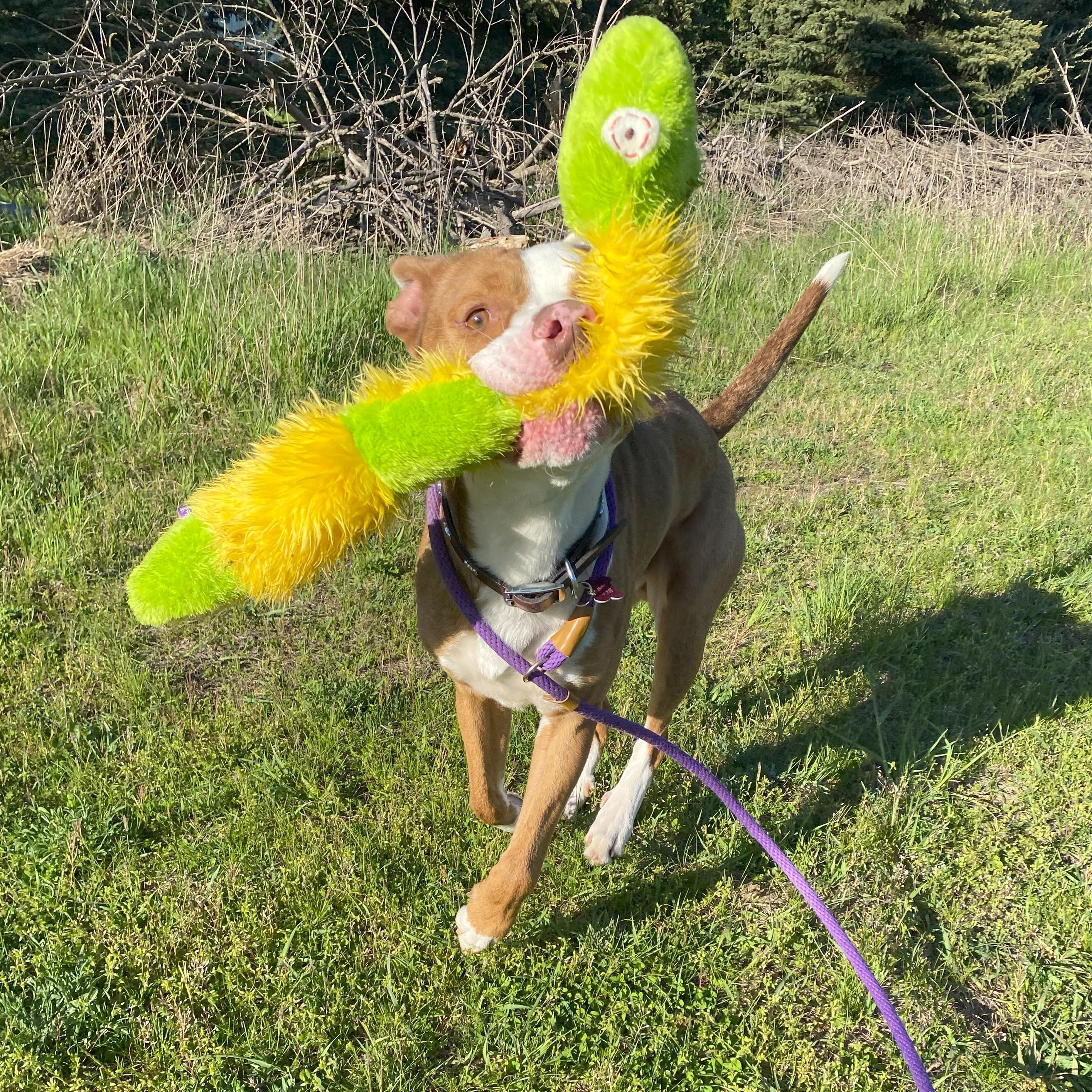 Enlarge Hondo, a Adoptable mixed breed in Allegan, MI image 3/6