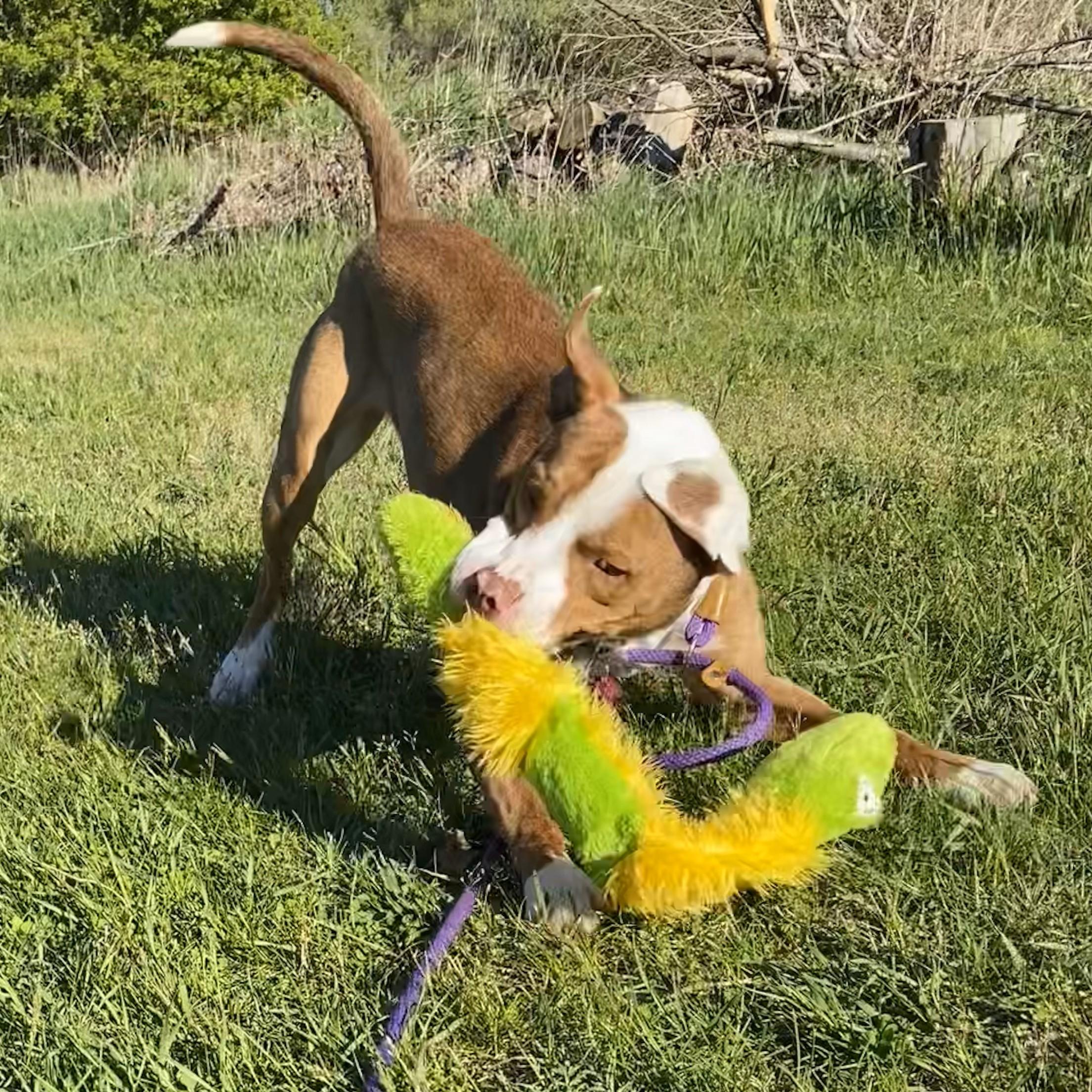 Enlarge Hondo, a Adoptable mixed breed in Allegan, MI image 5/6