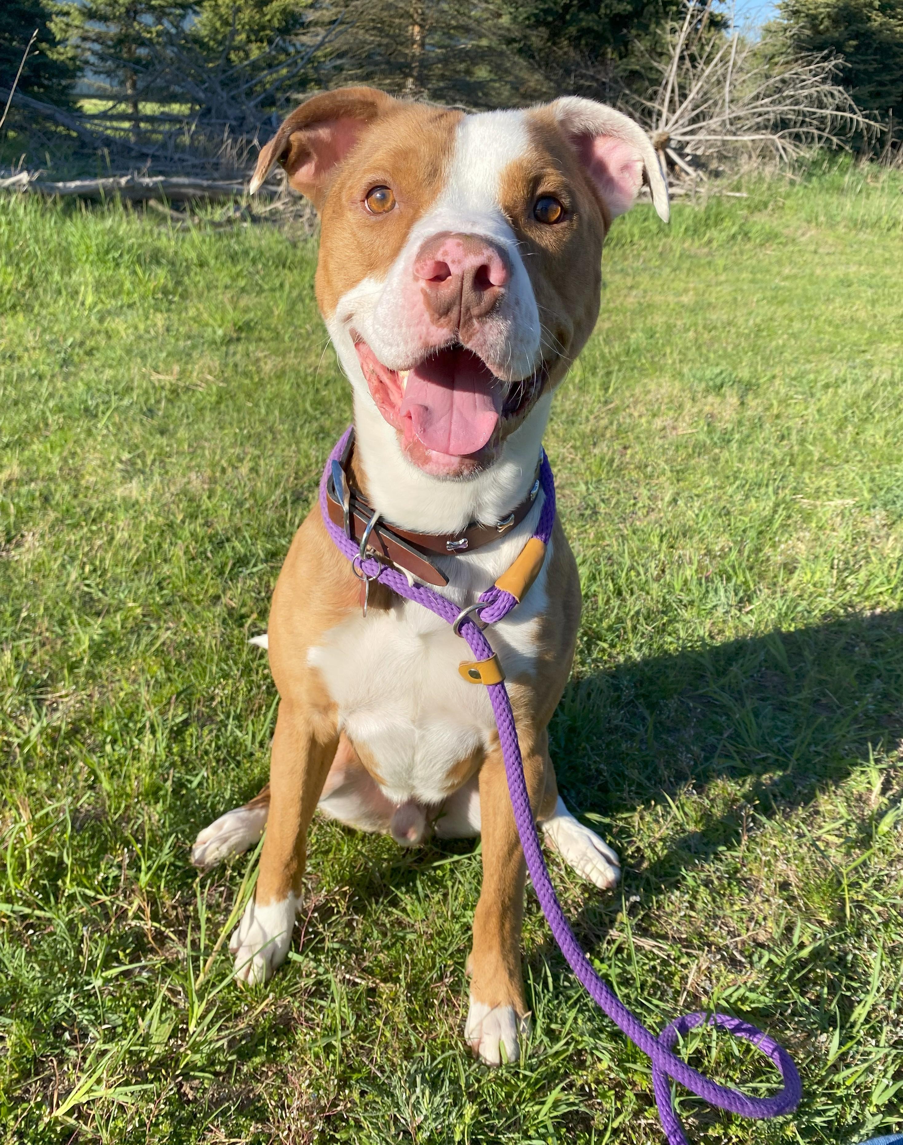 Enlarge Hondo, a Adoptable mixed breed in Allegan, MI image 4/6