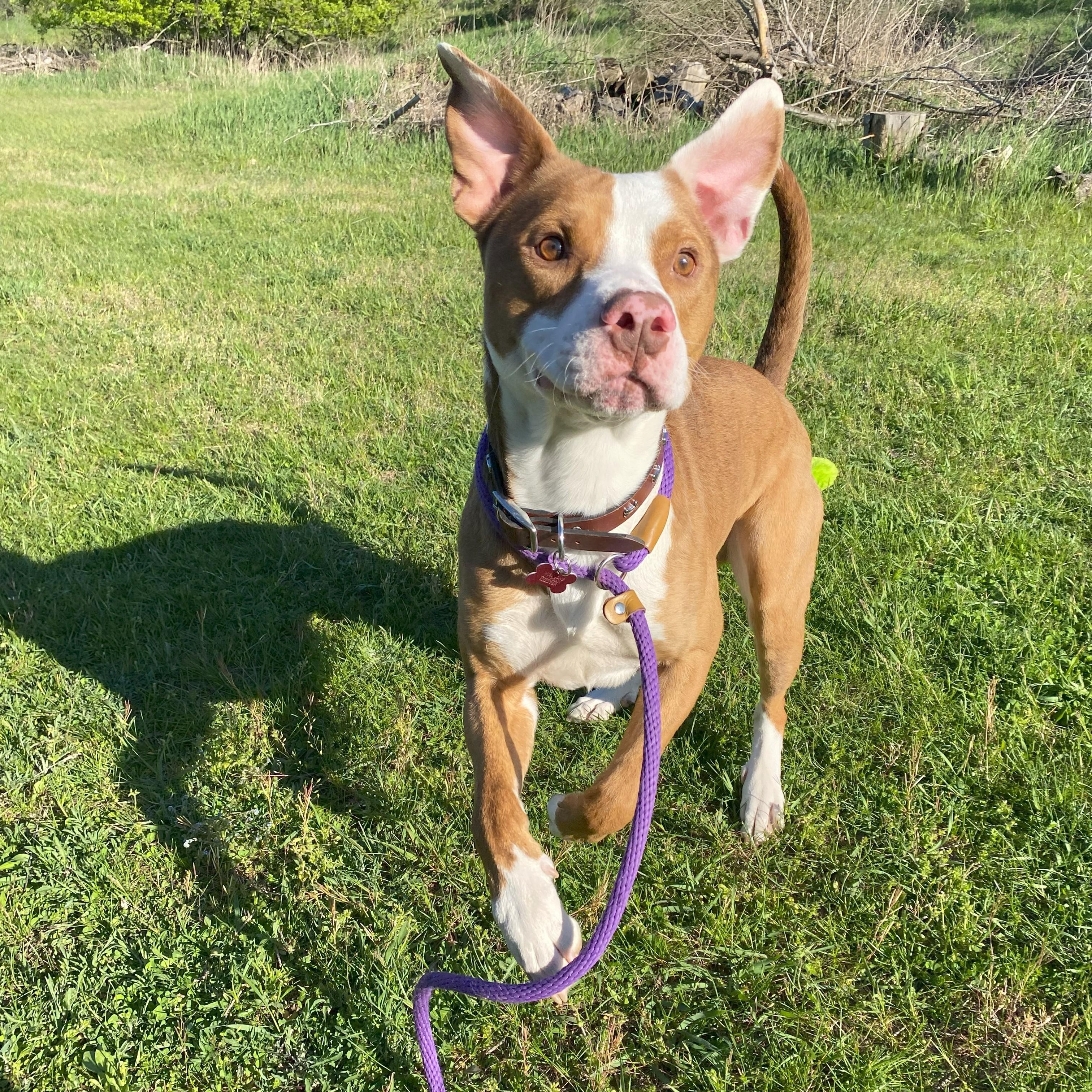 Enlarge Hondo, a Adoptable mixed breed in Allegan, MI image 6/6