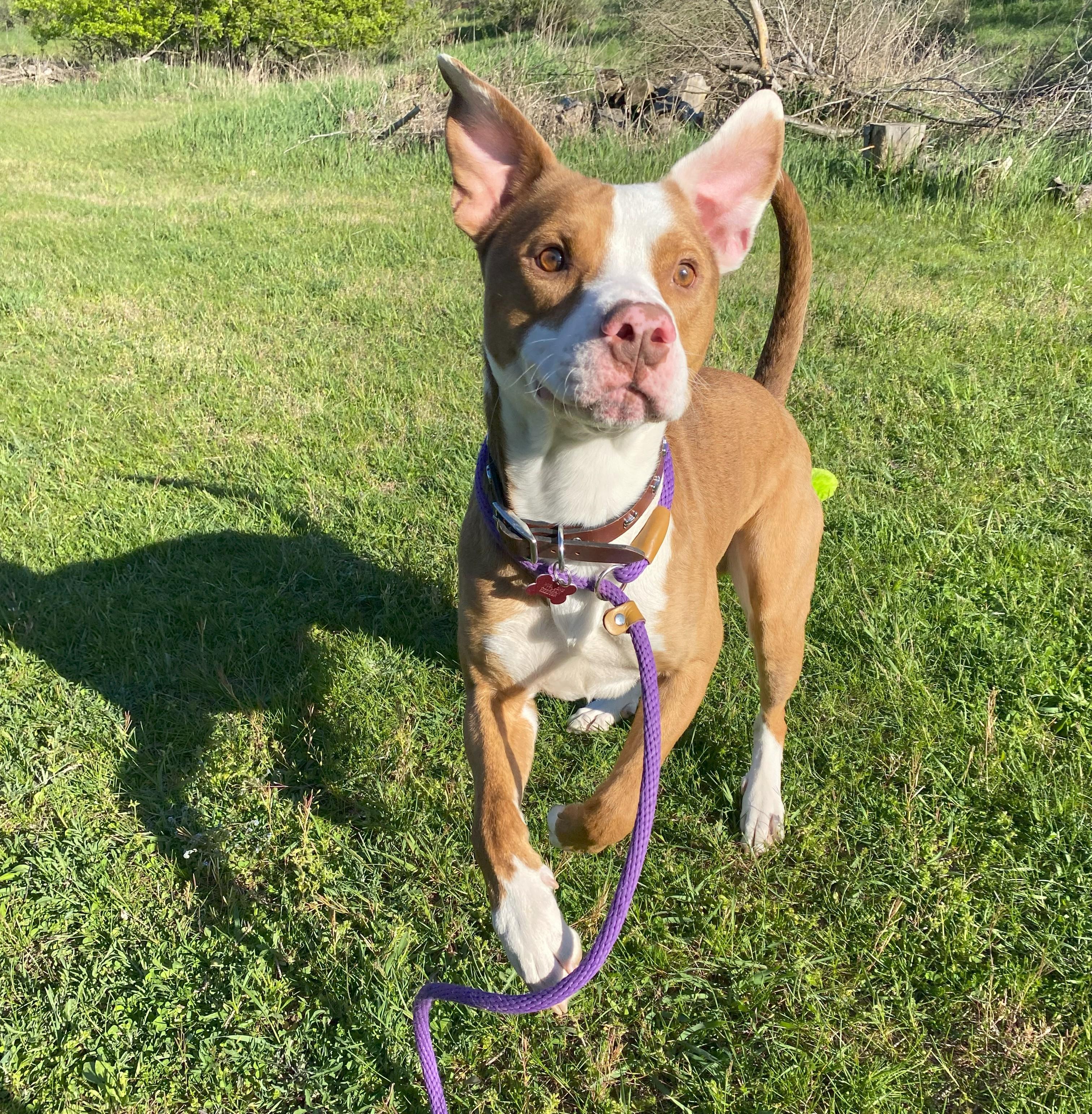 Enlarge Hondo, a Adoptable mixed breed in Allegan, MI image 6/6
