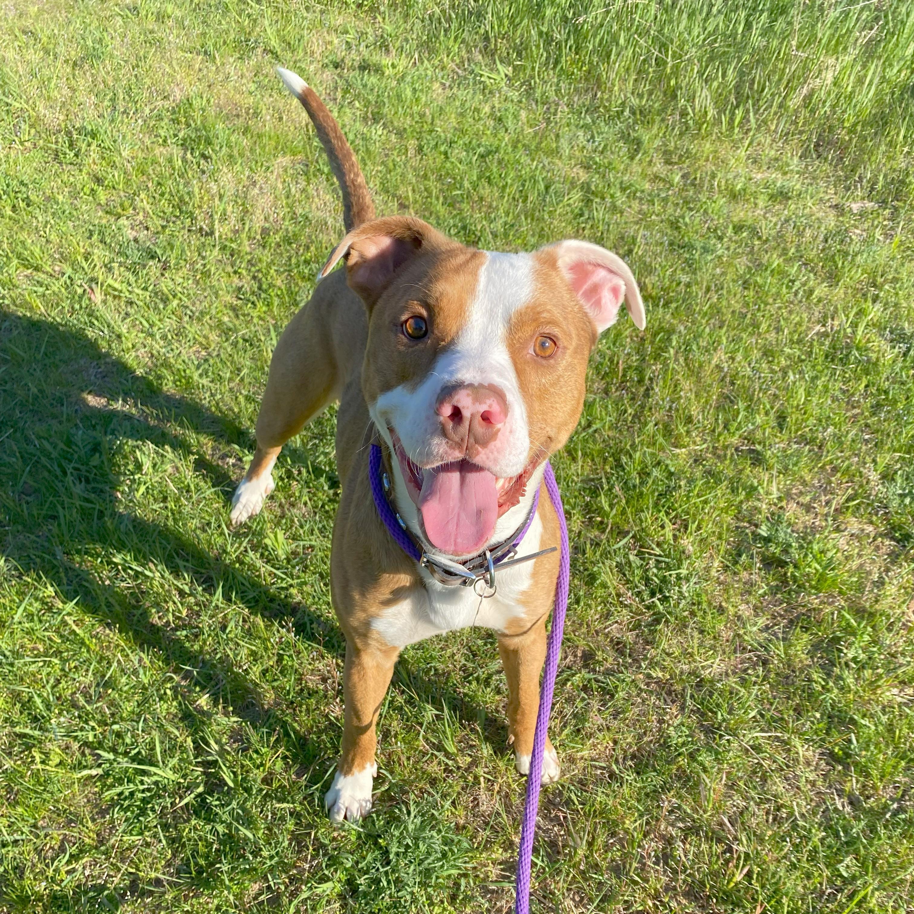 Enlarge Hondo, a Adoptable mixed breed in Allegan, MI image 2/6