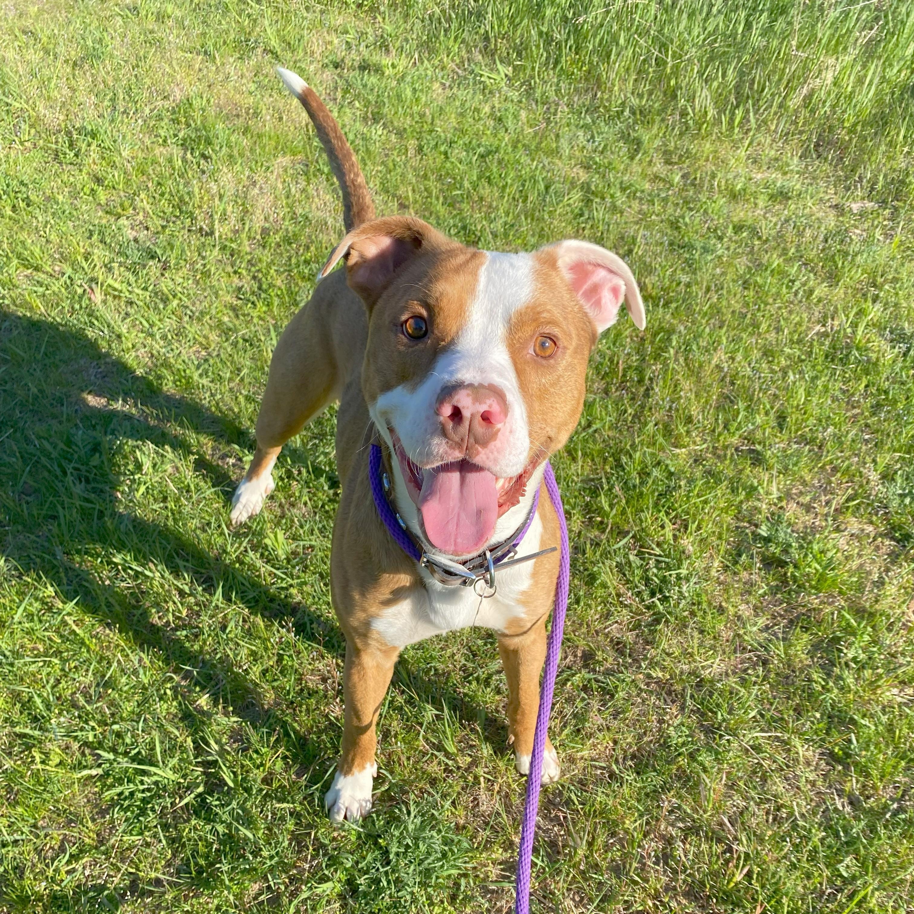 Enlarge Hondo, a Adoptable mixed breed in Allegan, MI image 1/6