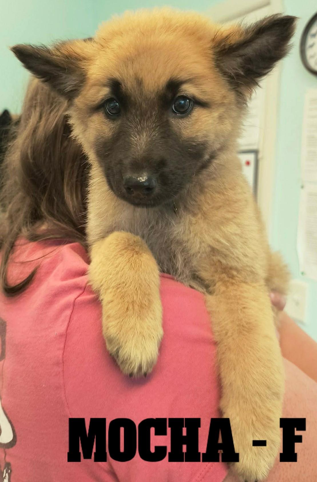 Enlarge Fall Pups-4 Girls and 2 Boys, a Adoptable mixed breed in Weaverville, CA image 6/6