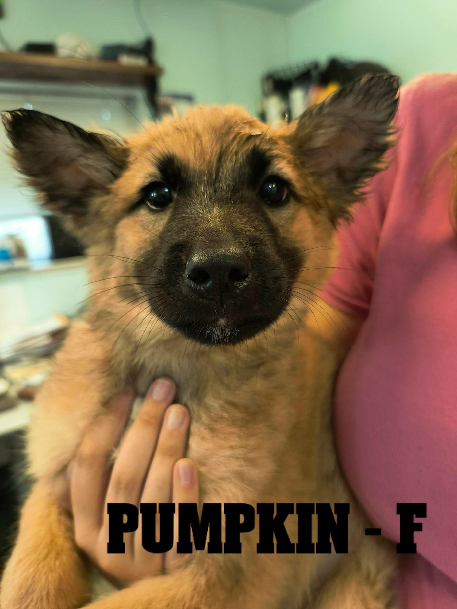 Fall Pups-4 Girls and 2 Boys, Adoptable, Young Male German Shepherd Dog.