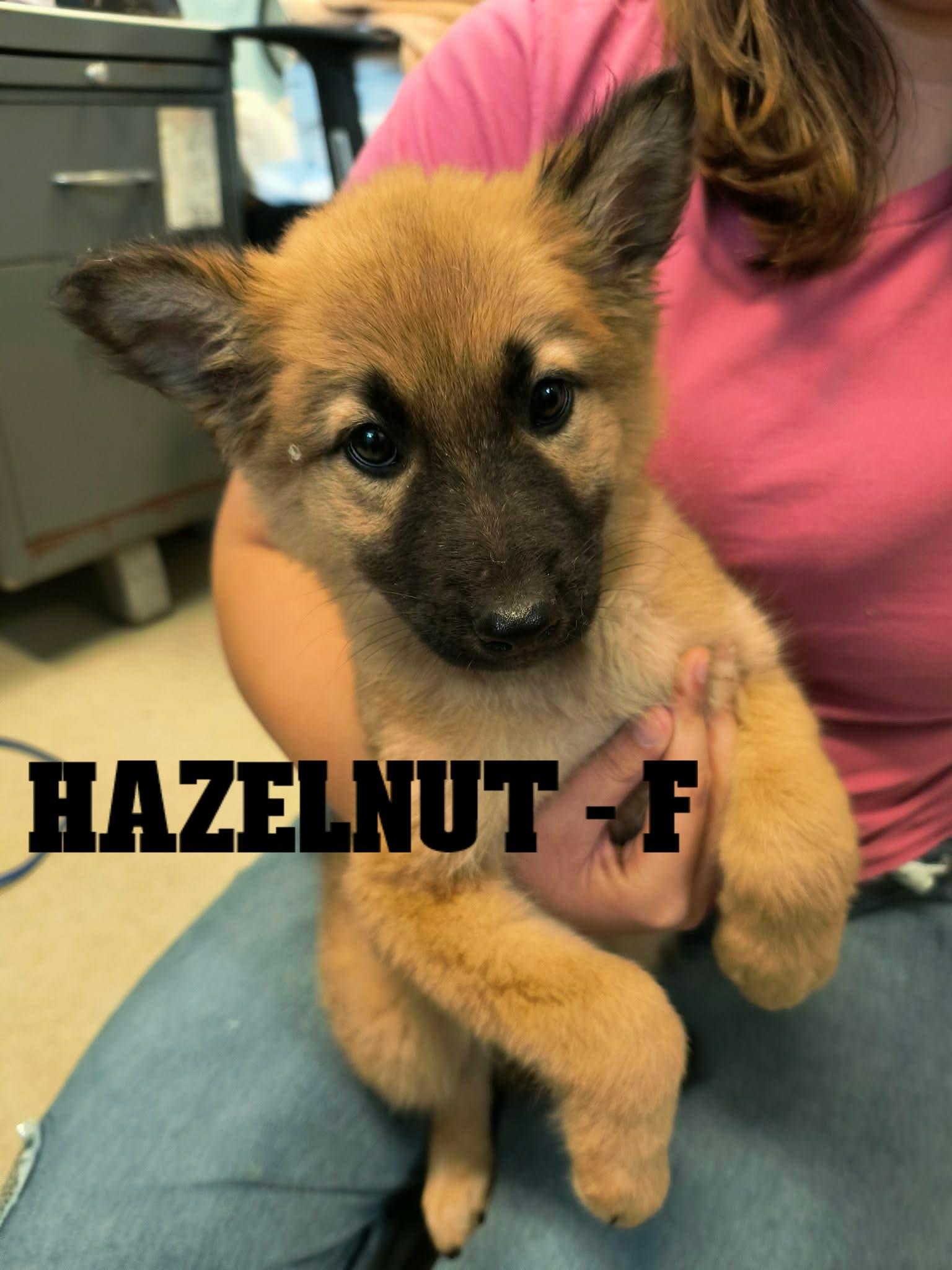 Enlarge Fall Pups-4 Girls and 2 Boys, a Adoptable mixed breed in Weaverville, CA image 3/6