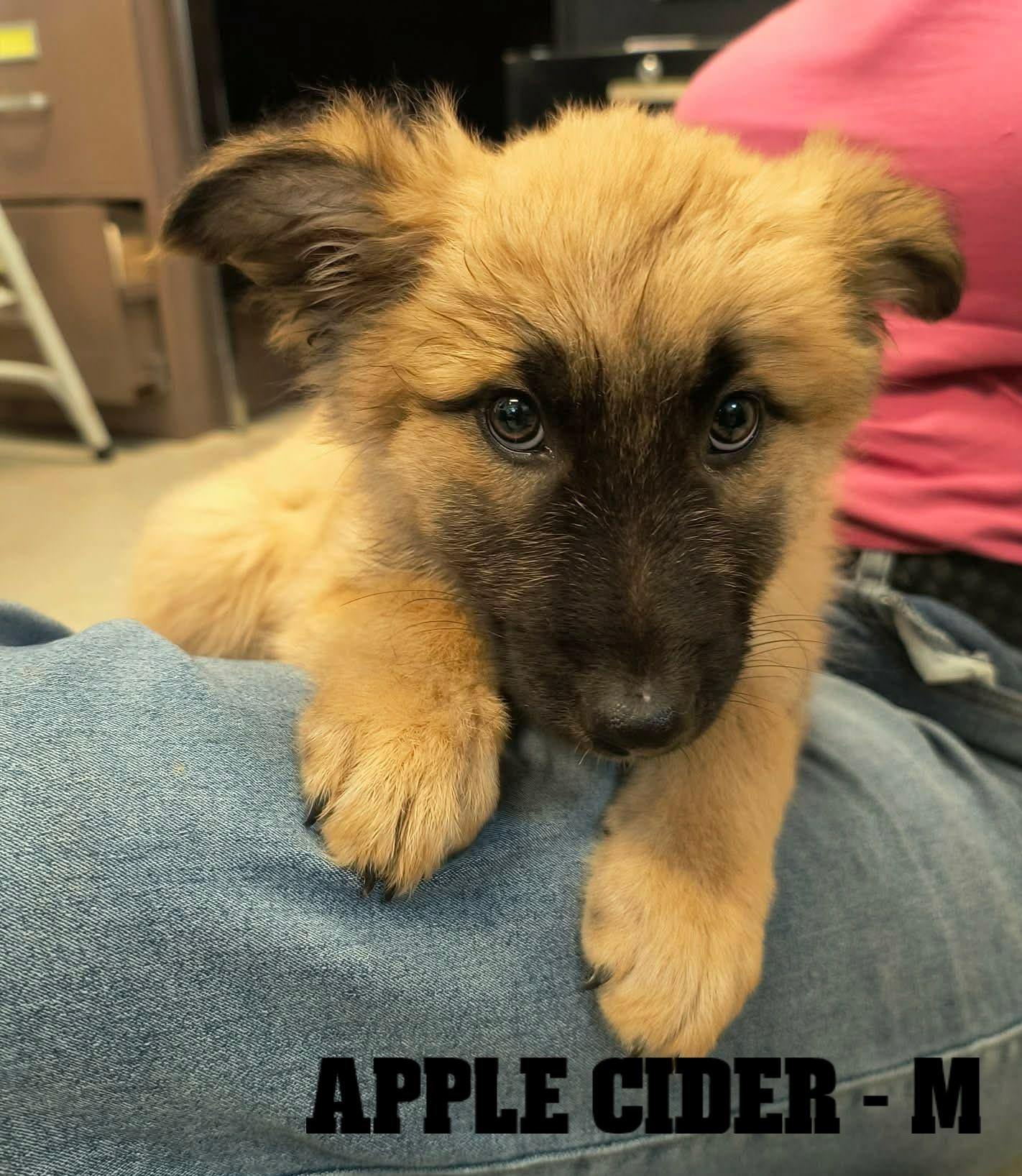 Enlarge Fall Pups-4 Girls and 2 Boys, a Adoptable mixed breed in Weaverville, CA image 2/6