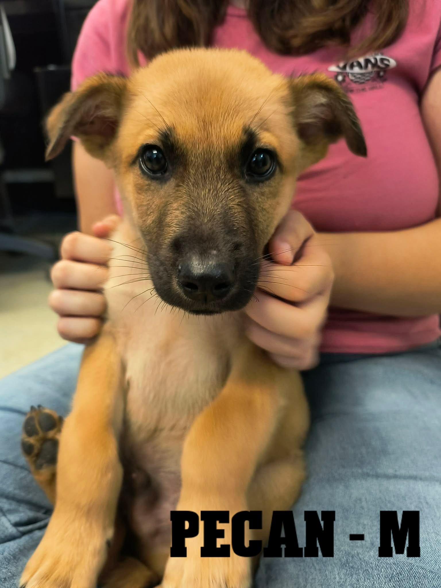 Enlarge Fall Pups-4 Girls and 2 Boys, a Adoptable mixed breed in Weaverville, CA image 5/6