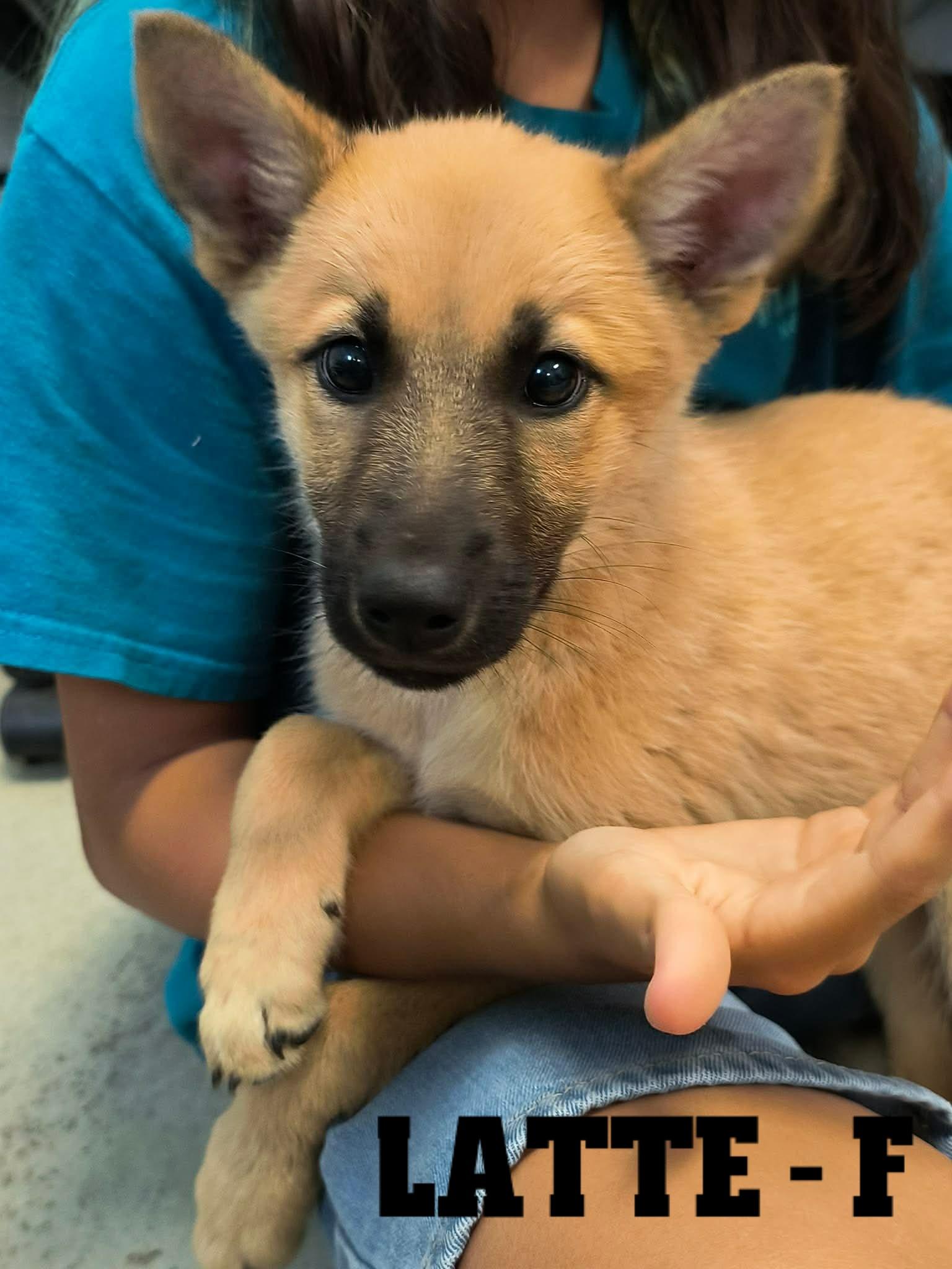 Enlarge Fall Pups-4 Girls and 2 Boys, a Adoptable mixed breed in Weaverville, CA image 4/6