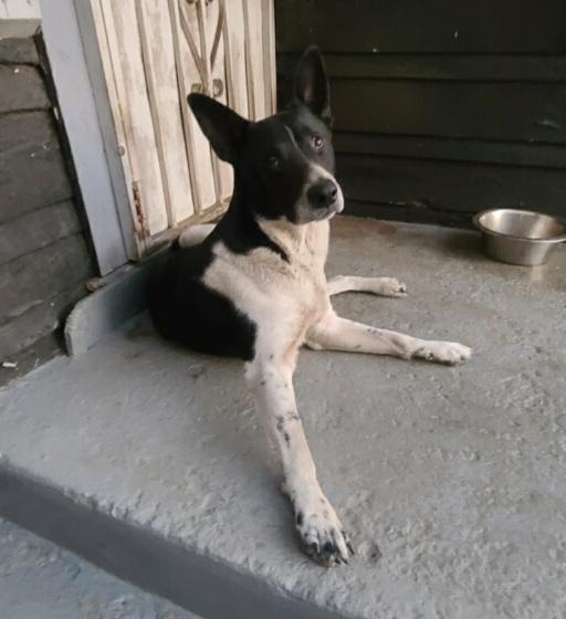 Mr. Cooper border collie