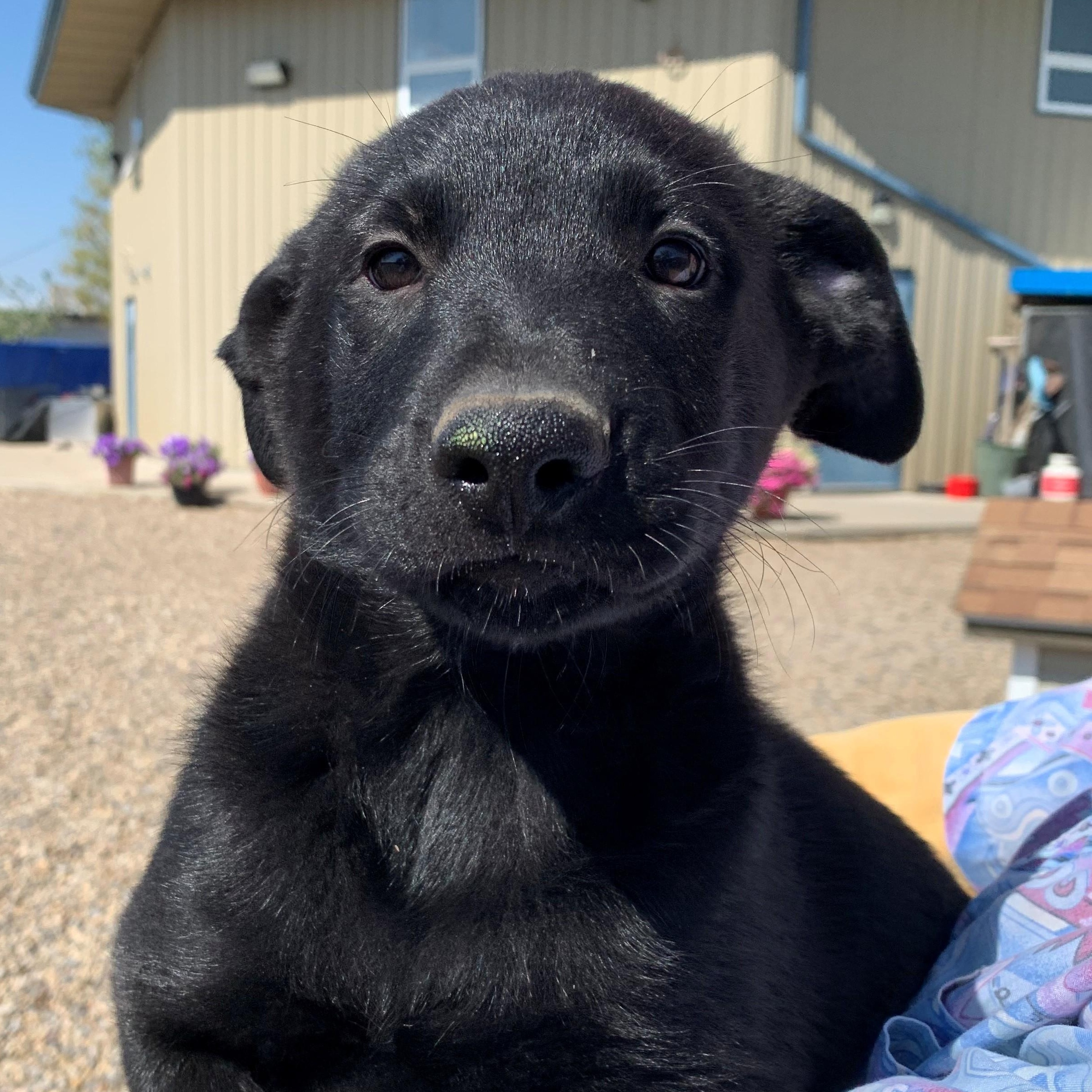 Maddox, an adoptable Border Collie, German Shepherd Dog in Brooks, AB, T1R 1B2 | Photo Image 3