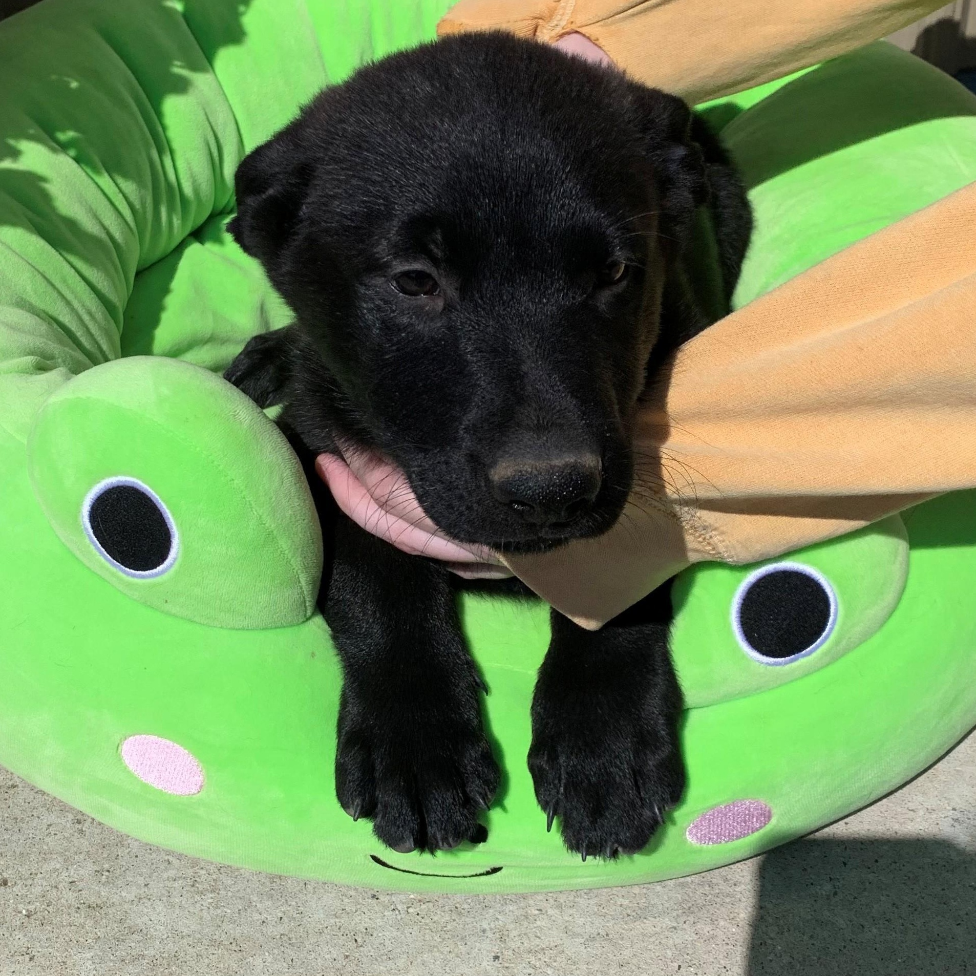 Maddox, an adoptable Border Collie, German Shepherd Dog in Brooks, AB, T1R 1B2 | Photo Image 4