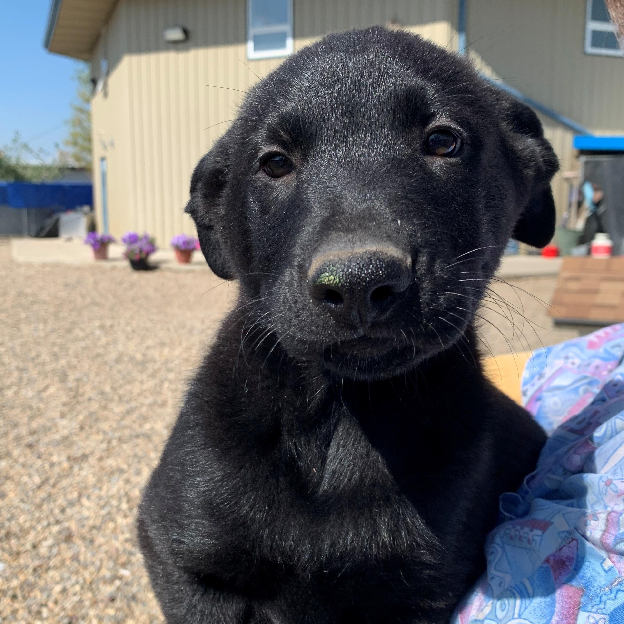 Maddox, an adoptable Border Collie, German Shepherd Dog in Brooks, AB, T1R 1B2 | Photo Image 1