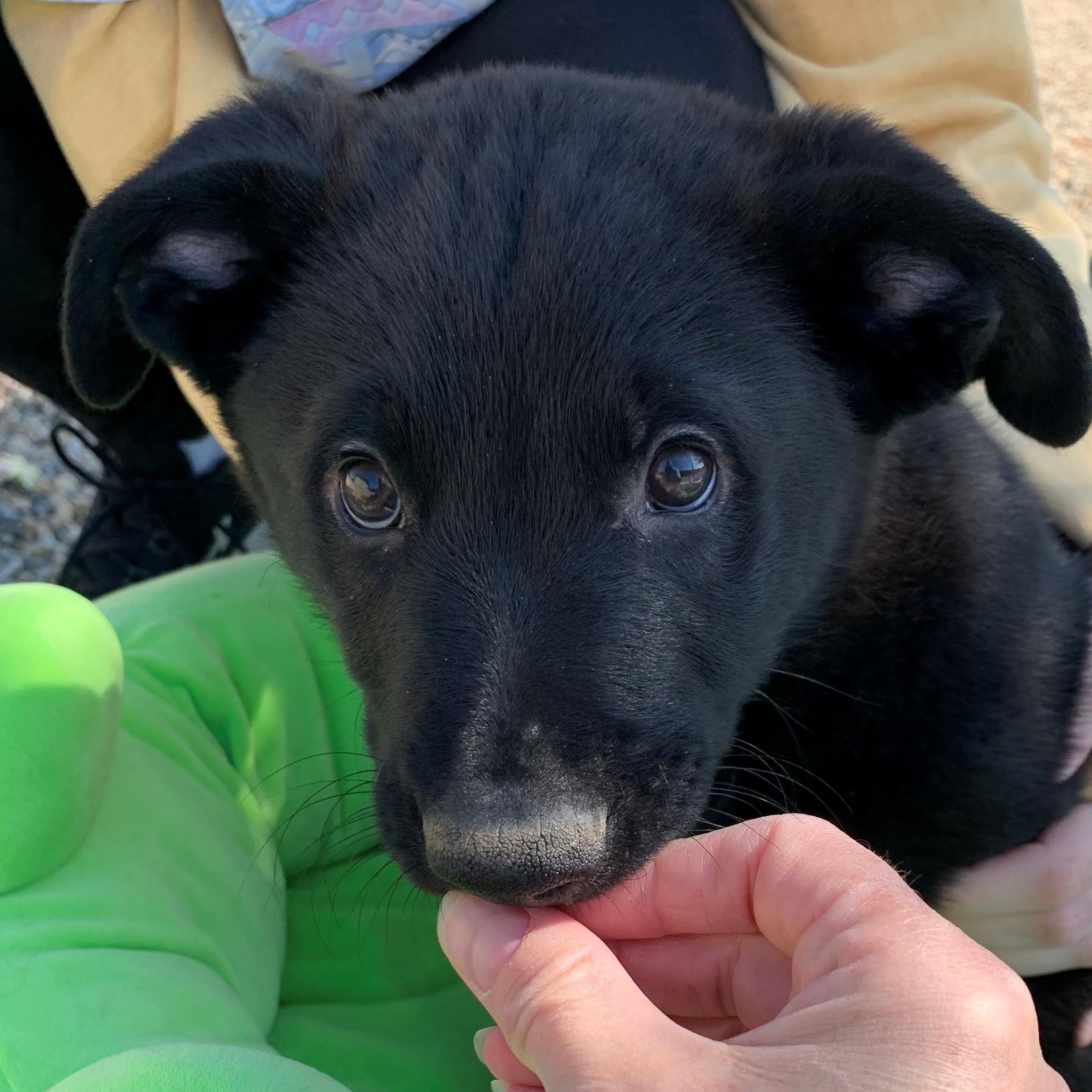 Maddox, an adoptable Border Collie, German Shepherd Dog in Brooks, AB, T1R 1B2 | Photo Image 2