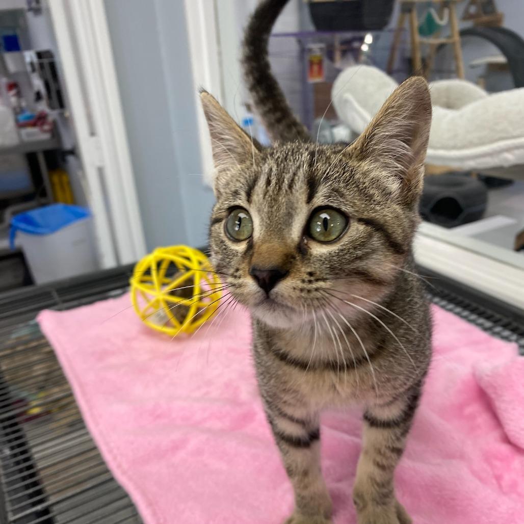 Enlarge Sprout, a Adoptable Domestic Short Hair in Duncan, OK image 2/2