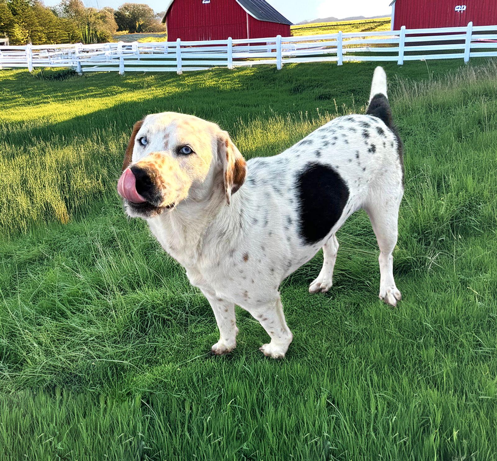 Chase, Adoptable, Young Male Cattle Dog.