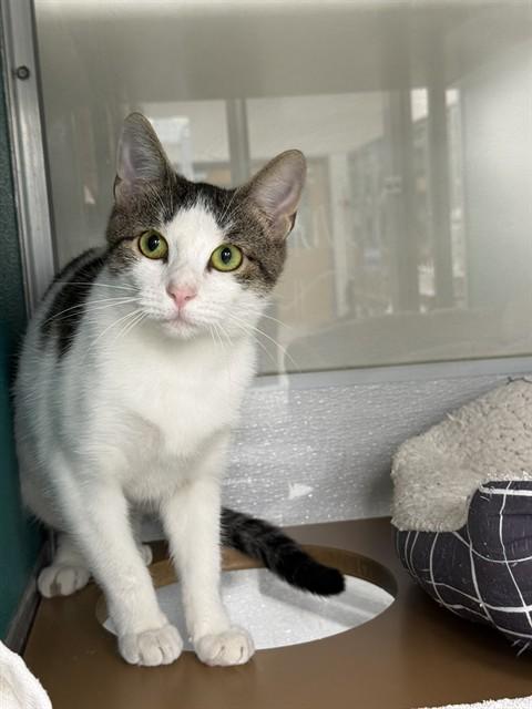 SIENA, Adoptable, Young Female Domestic Short Hair.