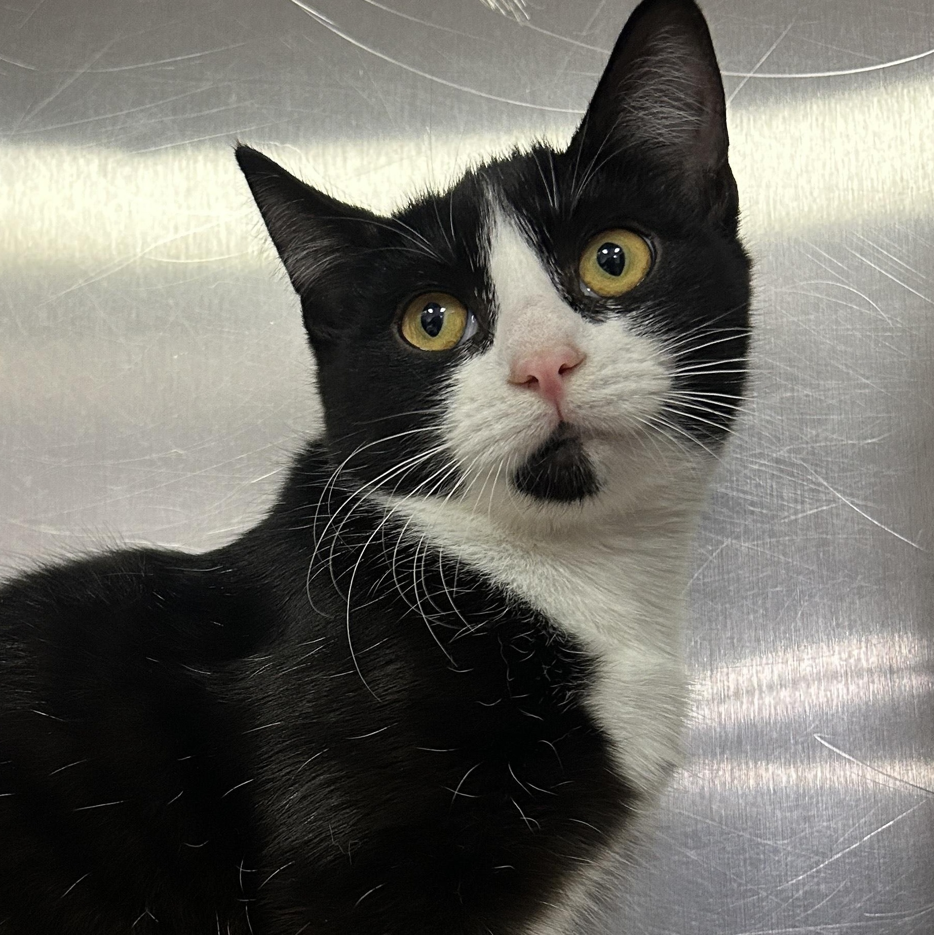 Jojo, Adoptable, Young Female Domestic Short Hair.