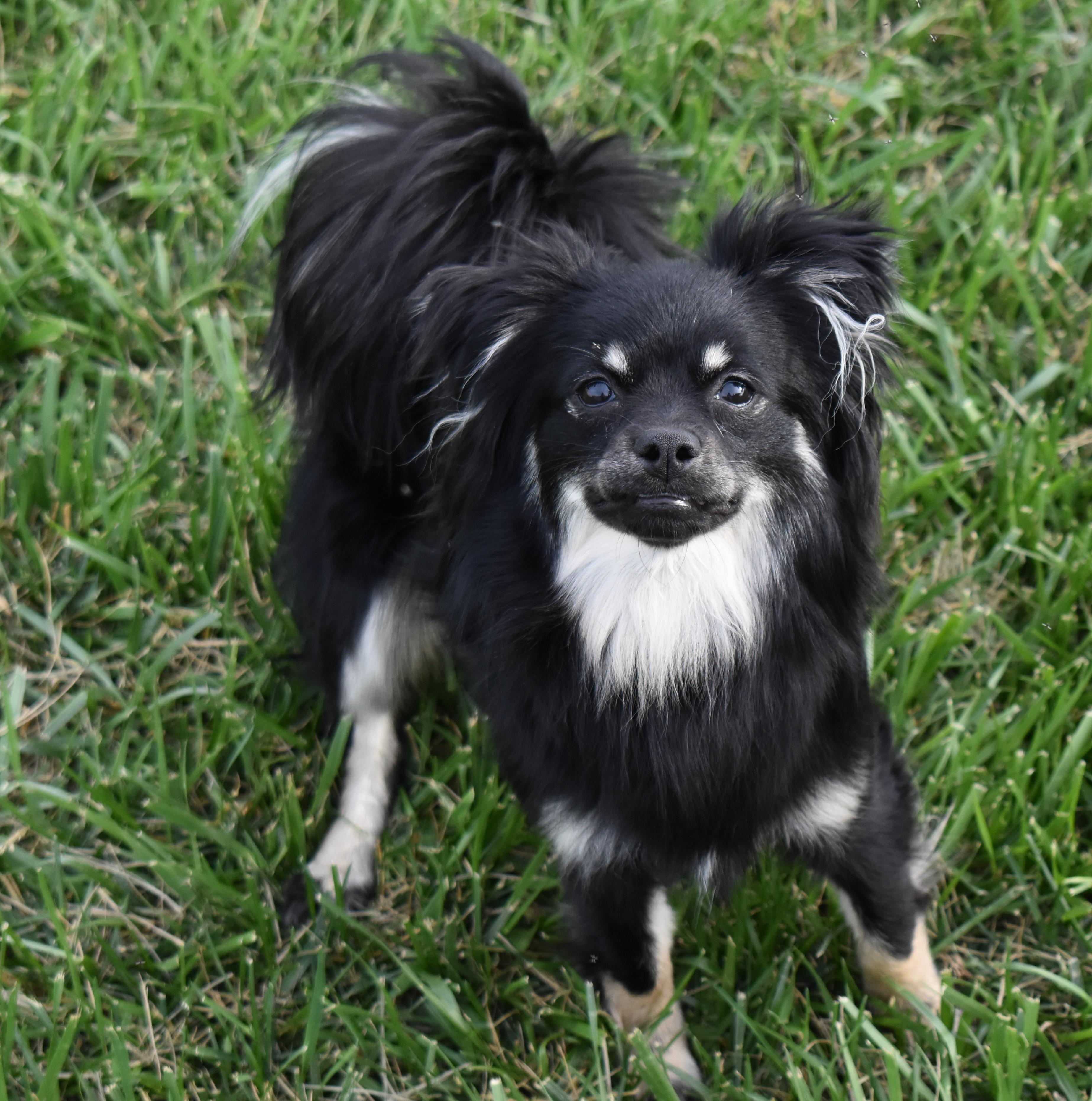 Lacey, a Adoptable mixed breed in Pasco, WA image 1/4