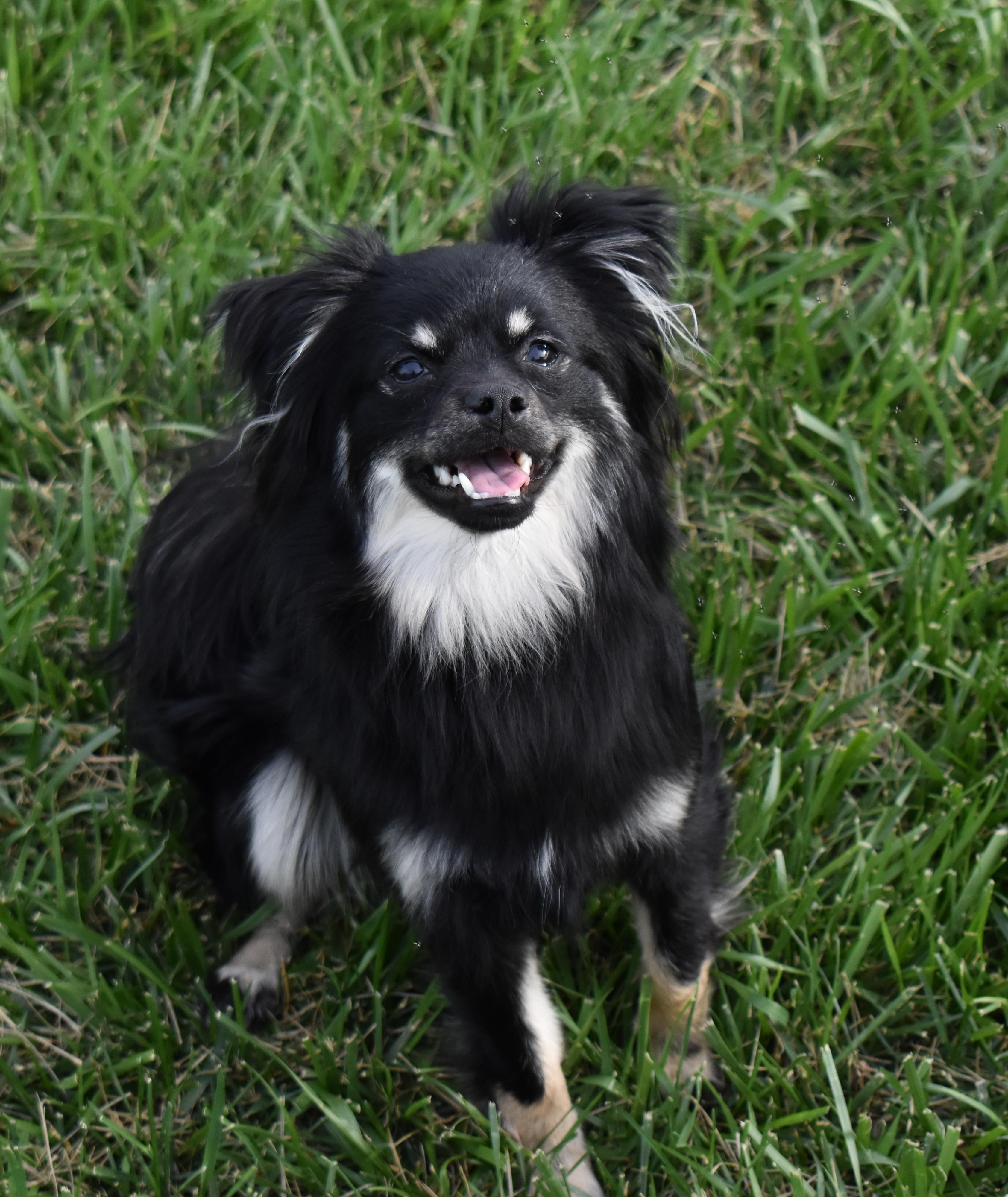 Lacey, a Adoptable mixed breed in Pasco, WA image 2/4