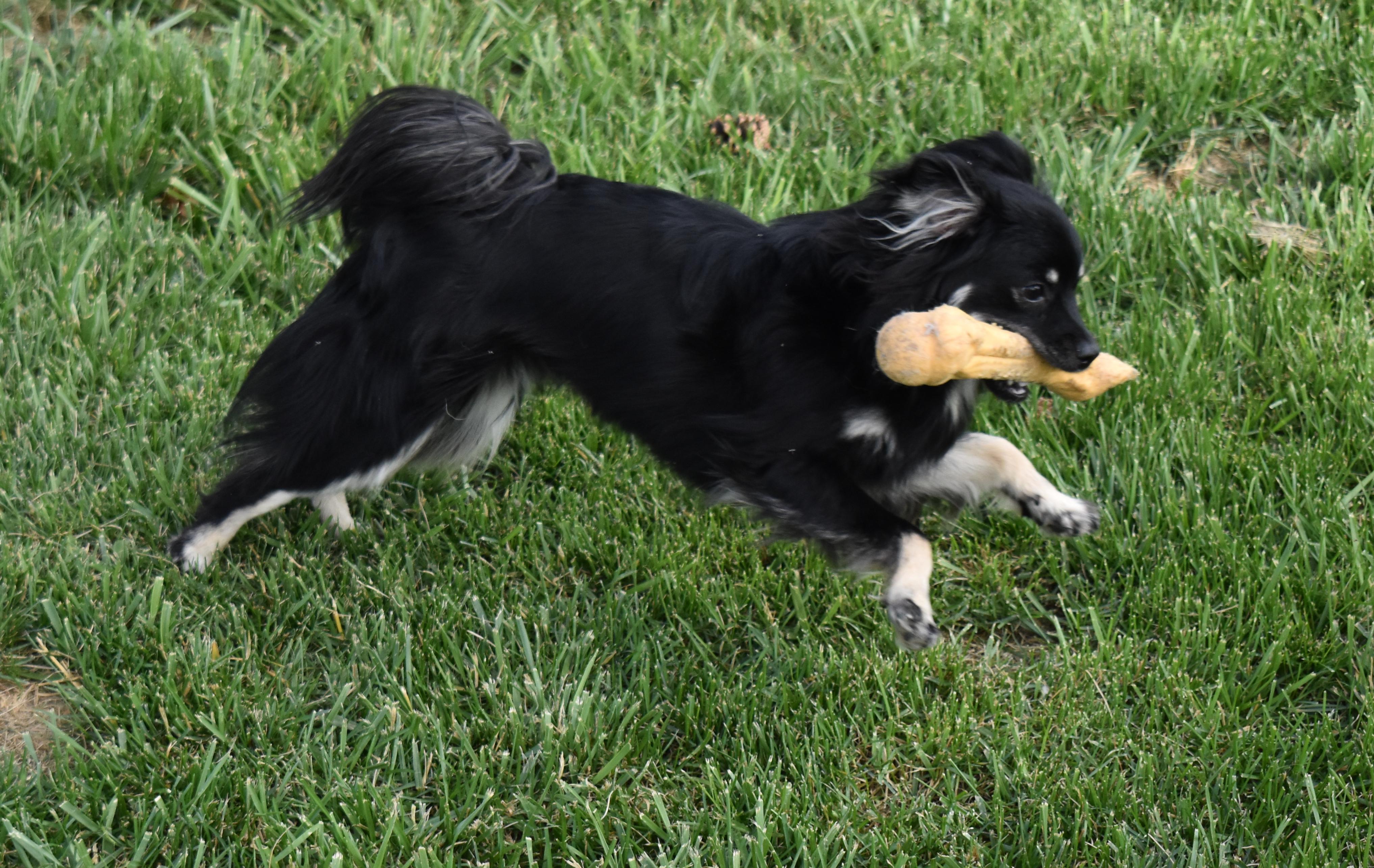 Lacey, a Adoptable mixed breed in Pasco, WA image 3/4