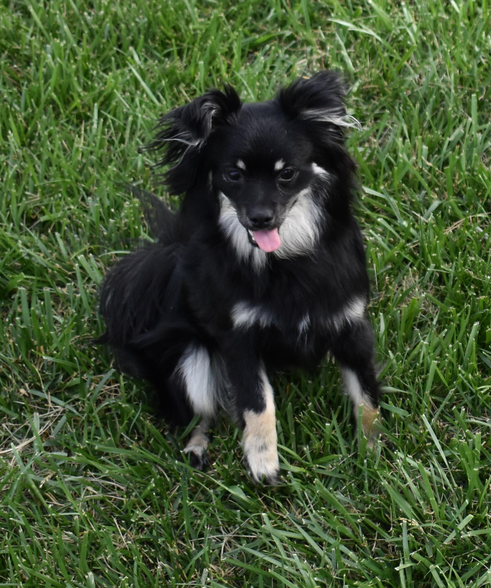 Lacey, a Adoptable mixed breed in Pasco, WA image 4/4