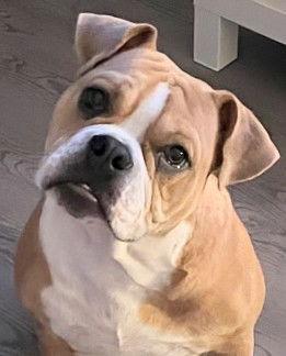 Milo, Adopted, Adult Male English Bulldog & French Bulldog.
