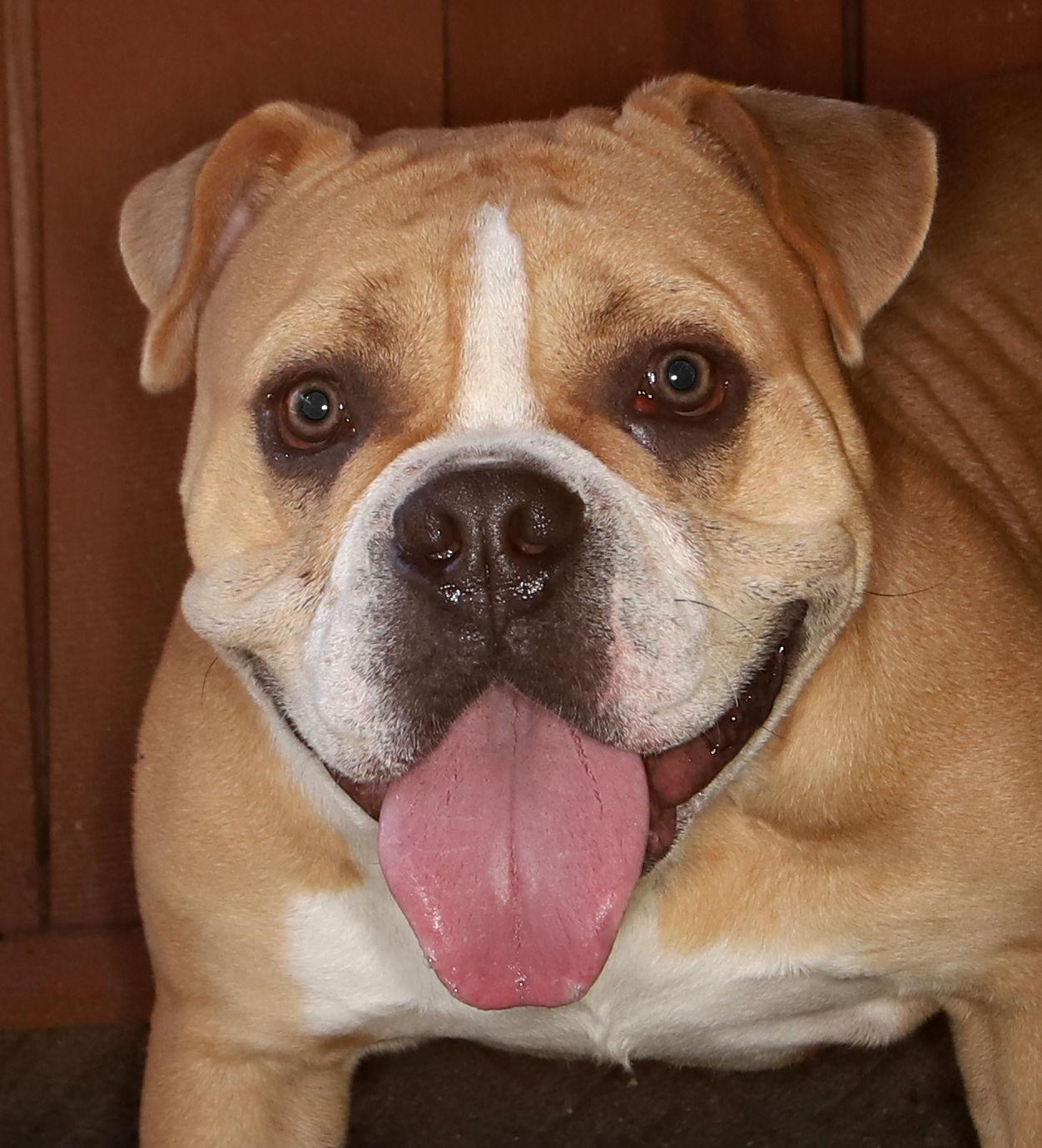 Enlarge Milo, a Adopted mixed breed in Oakland Park, FL image 2/3