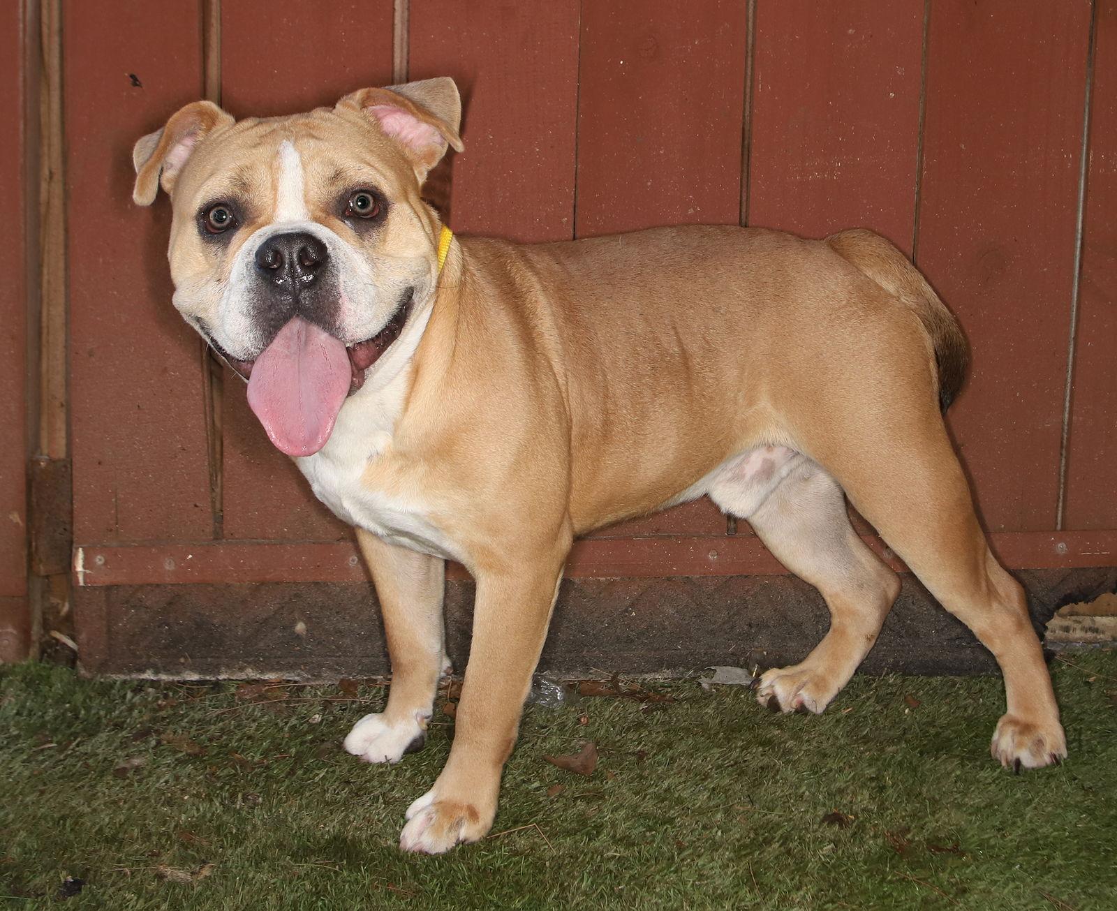 Enlarge Milo, a Adopted mixed breed in Oakland Park, FL image 3/3