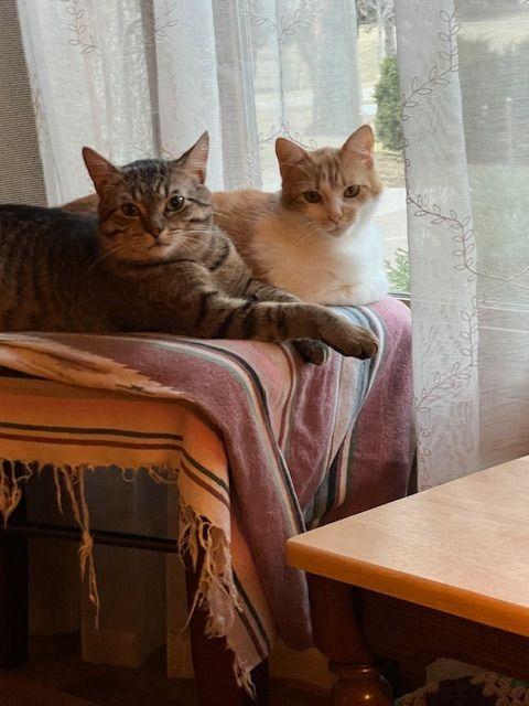 Lucy Lou, a Adoptable Domestic Medium Hair in Roseville, MN image 2/6