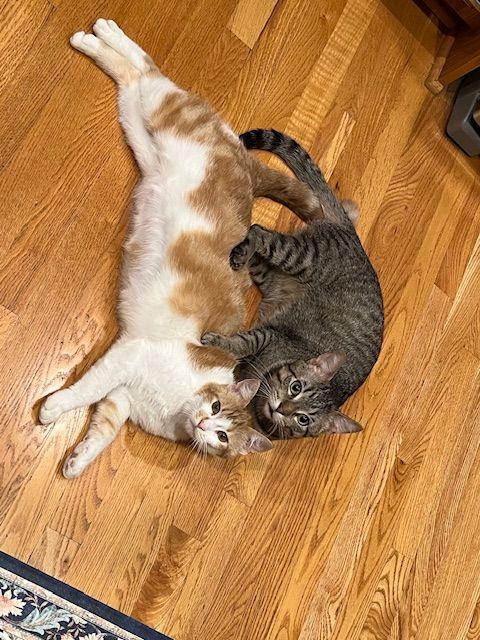 Lucy Lou, a Adoptable Domestic Medium Hair in Roseville, MN image 5/6