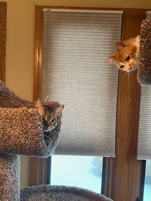 Lucy Lou, a Adoptable Domestic Medium Hair in Roseville, MN image 6/6