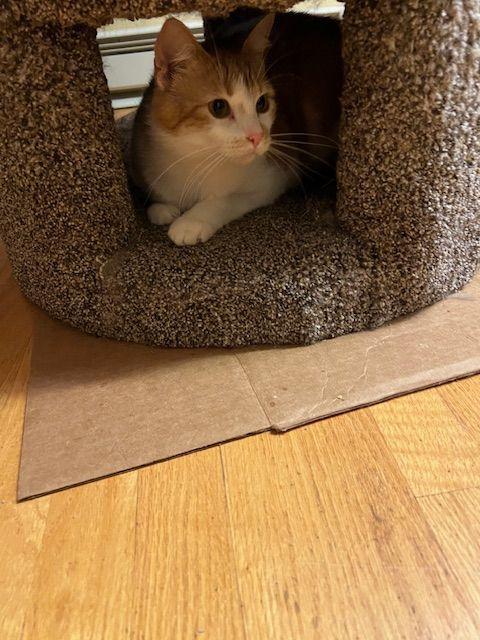 Lucy Lou, a Adoptable Domestic Medium Hair in Roseville, MN image 4/6