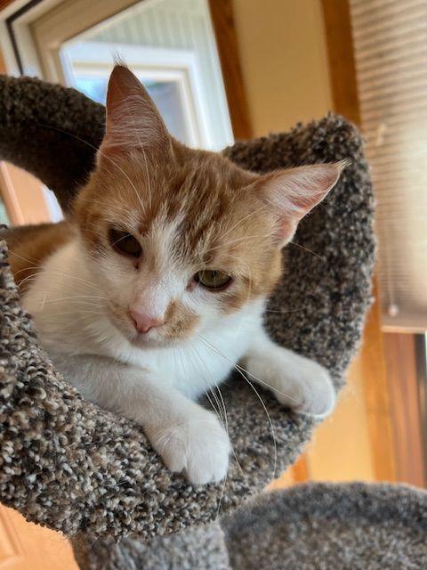 Lucy Lou, a Adoptable Domestic Medium Hair in Roseville, MN image 3/6