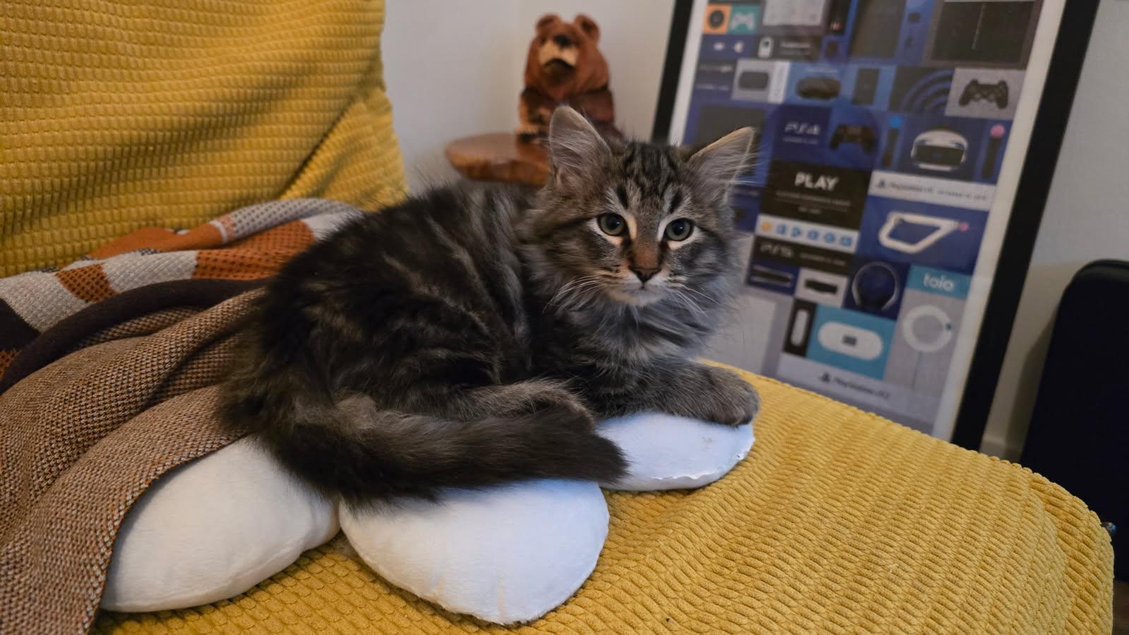 Silo, ADOPTABLE, Kitten Male Maine Coon & Domestic Medium Hair.