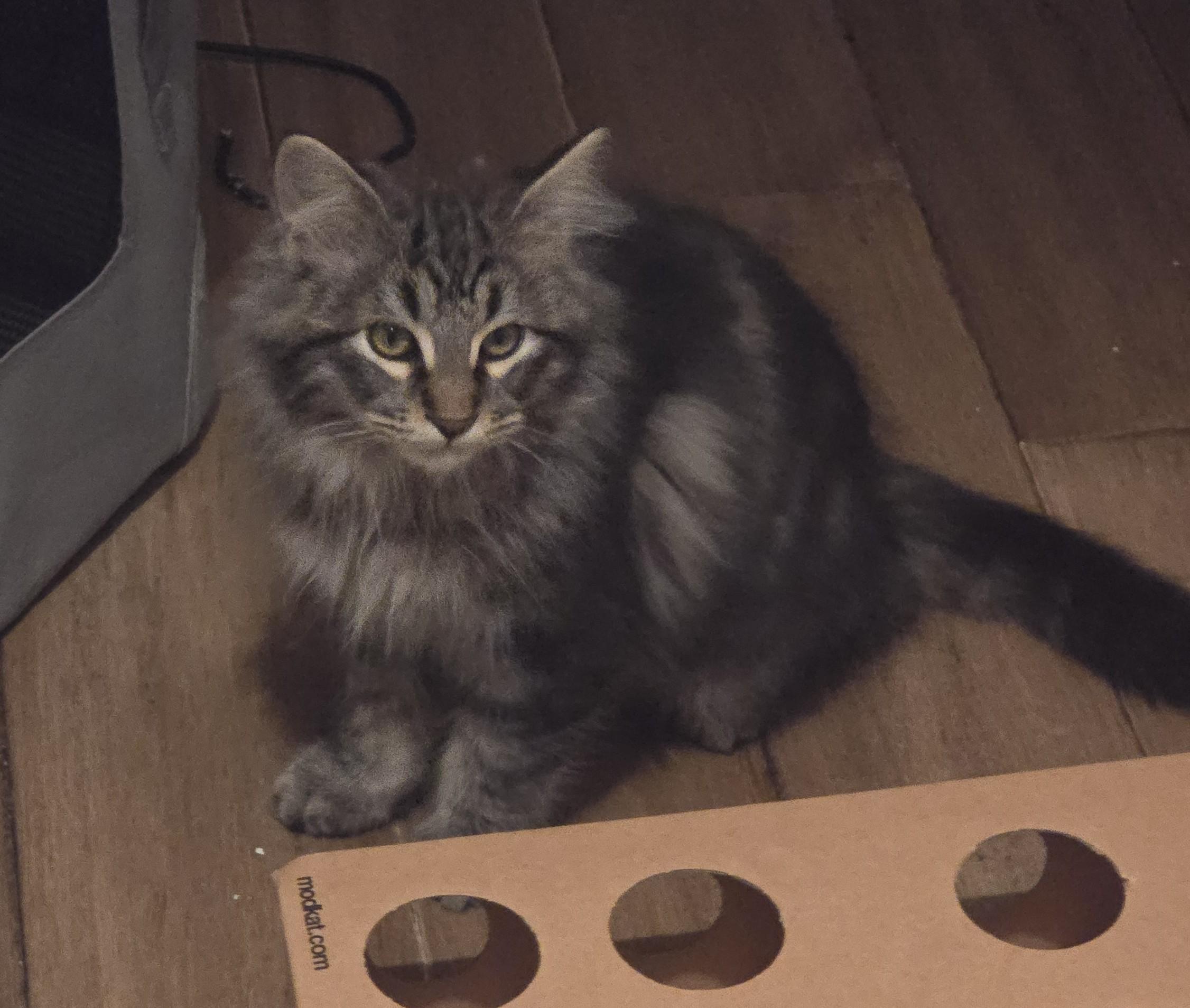 Silo, a ADOPTABLE mixed breed in Mission Hills, CA image 2/5