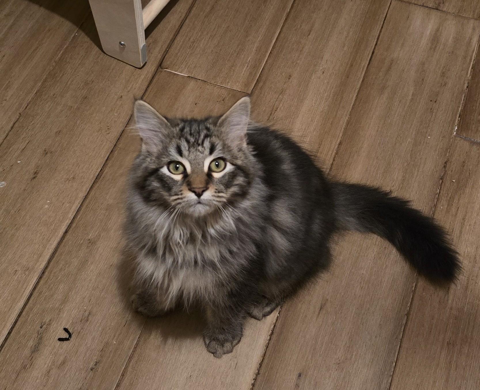 Silo, a ADOPTABLE mixed breed in Mission Hills, CA image 3/5