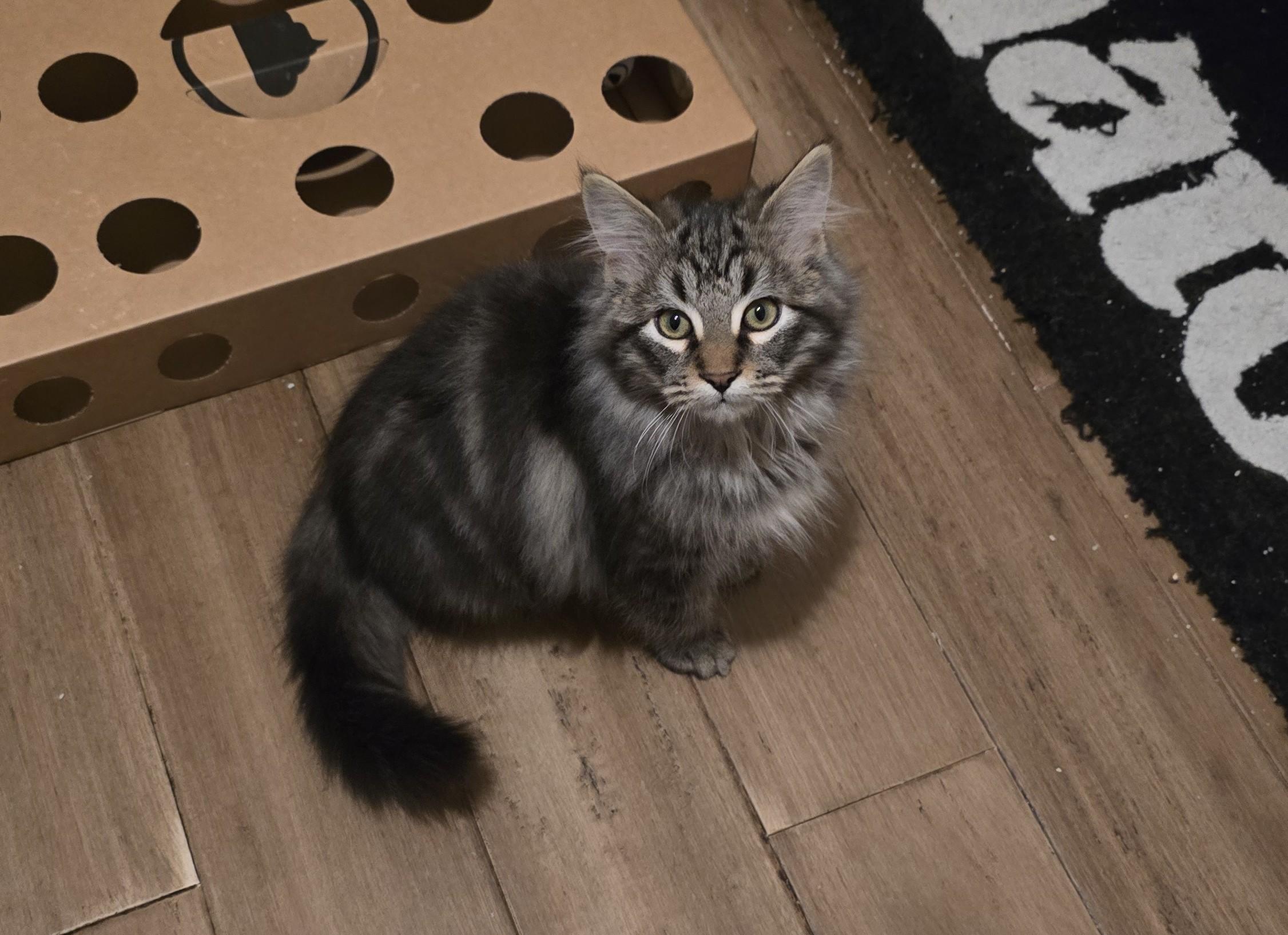 Silo, a ADOPTABLE mixed breed in Mission Hills, CA image 4/5