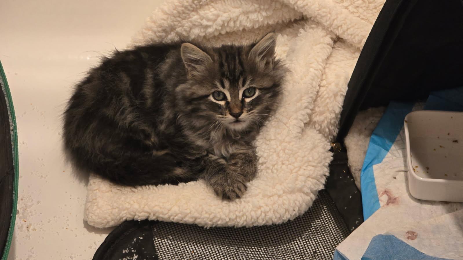 Silo, adopted, Kitten Male Maine Coon & Domestic Medium Hair.