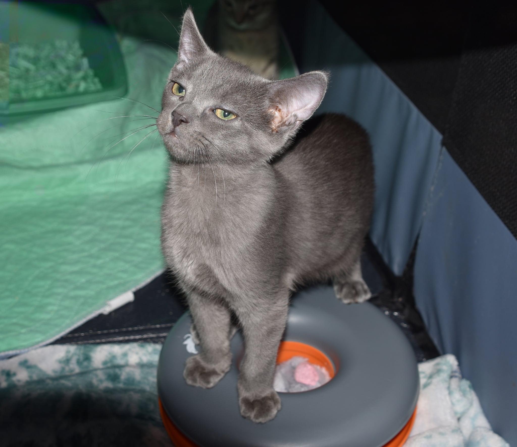 Bodie =^.^=