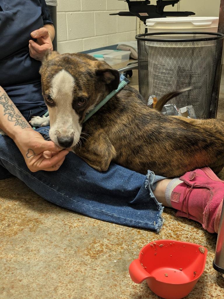 Enlarge Nixon, a Adoptable mixed breed in Brownwood, TX image 1/1
