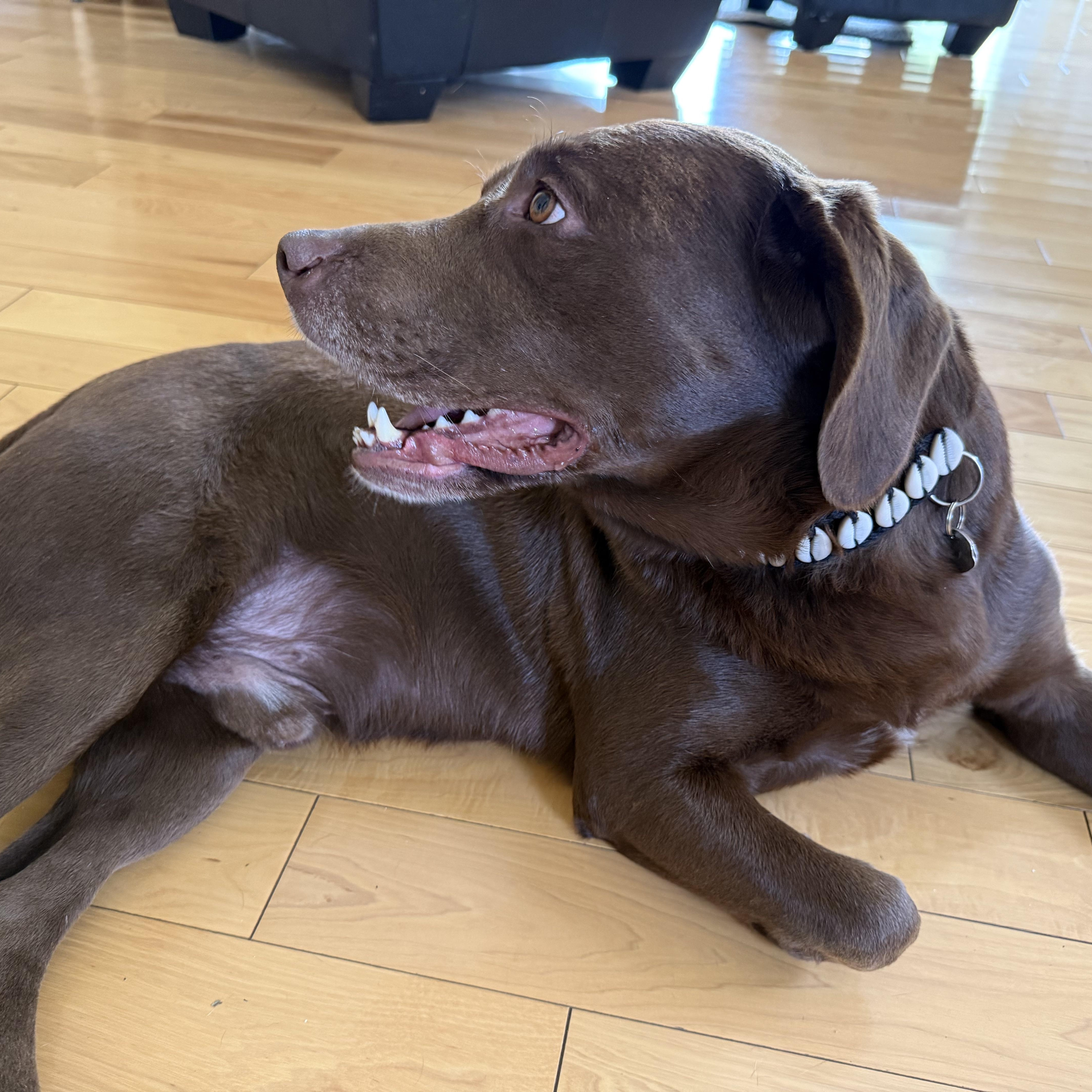 Enlarge Yogi, a ADOPTABLE Labrador Retriever in San Francisco, CA image 2/5