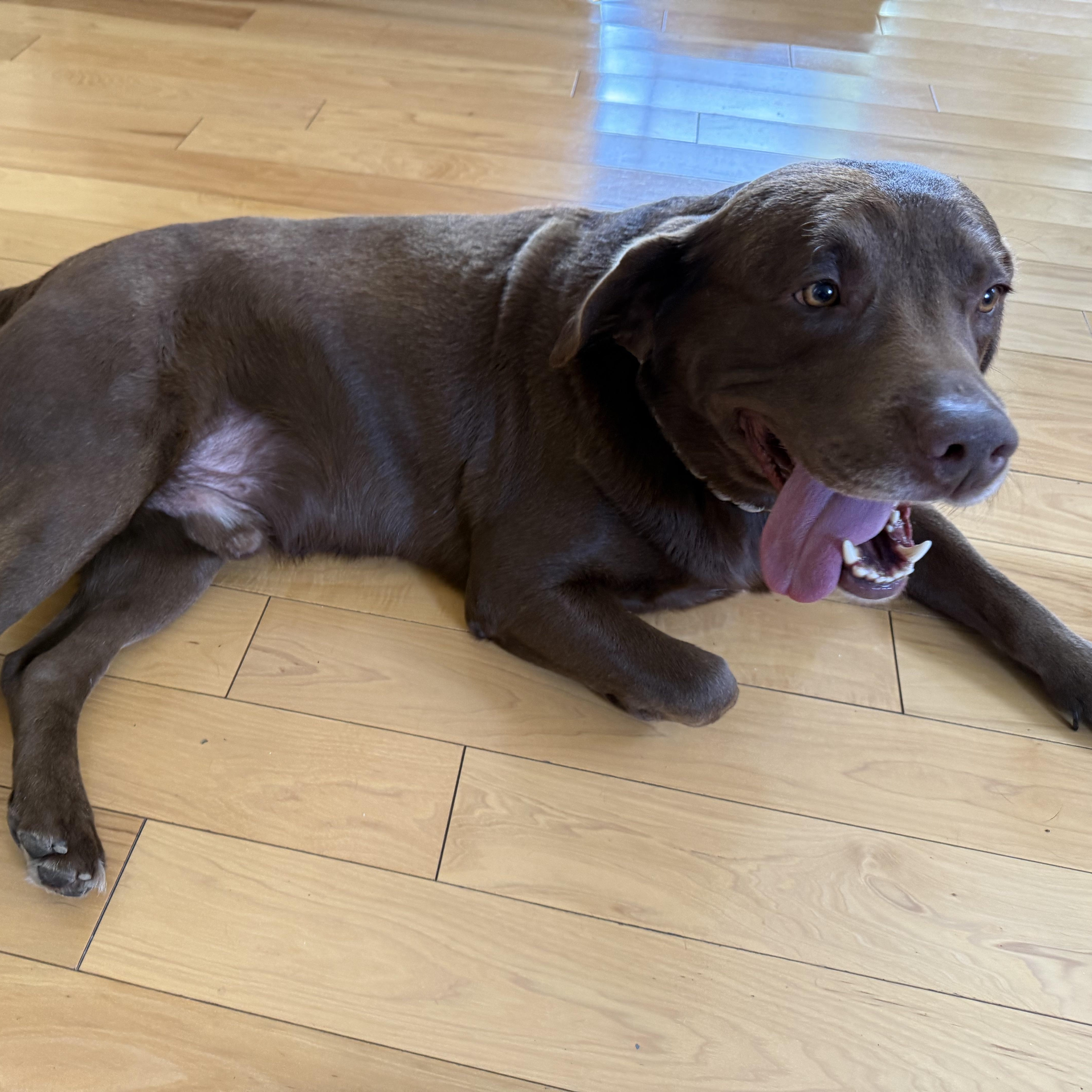Enlarge Yogi, a ADOPTABLE Labrador Retriever in San Francisco, CA image 4/5