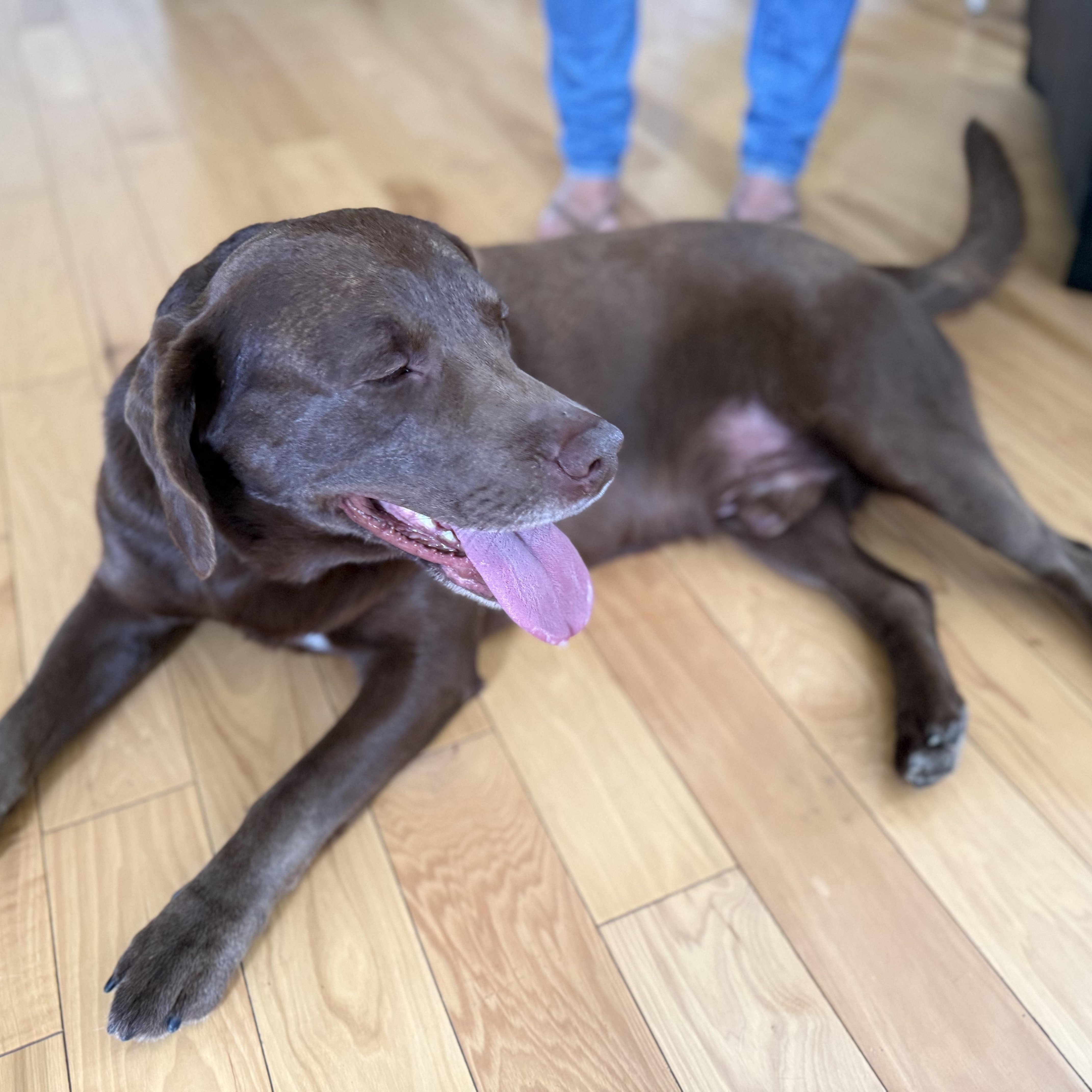 Yogi, ADOPTABLE, Young Male Labrador Retriever.
