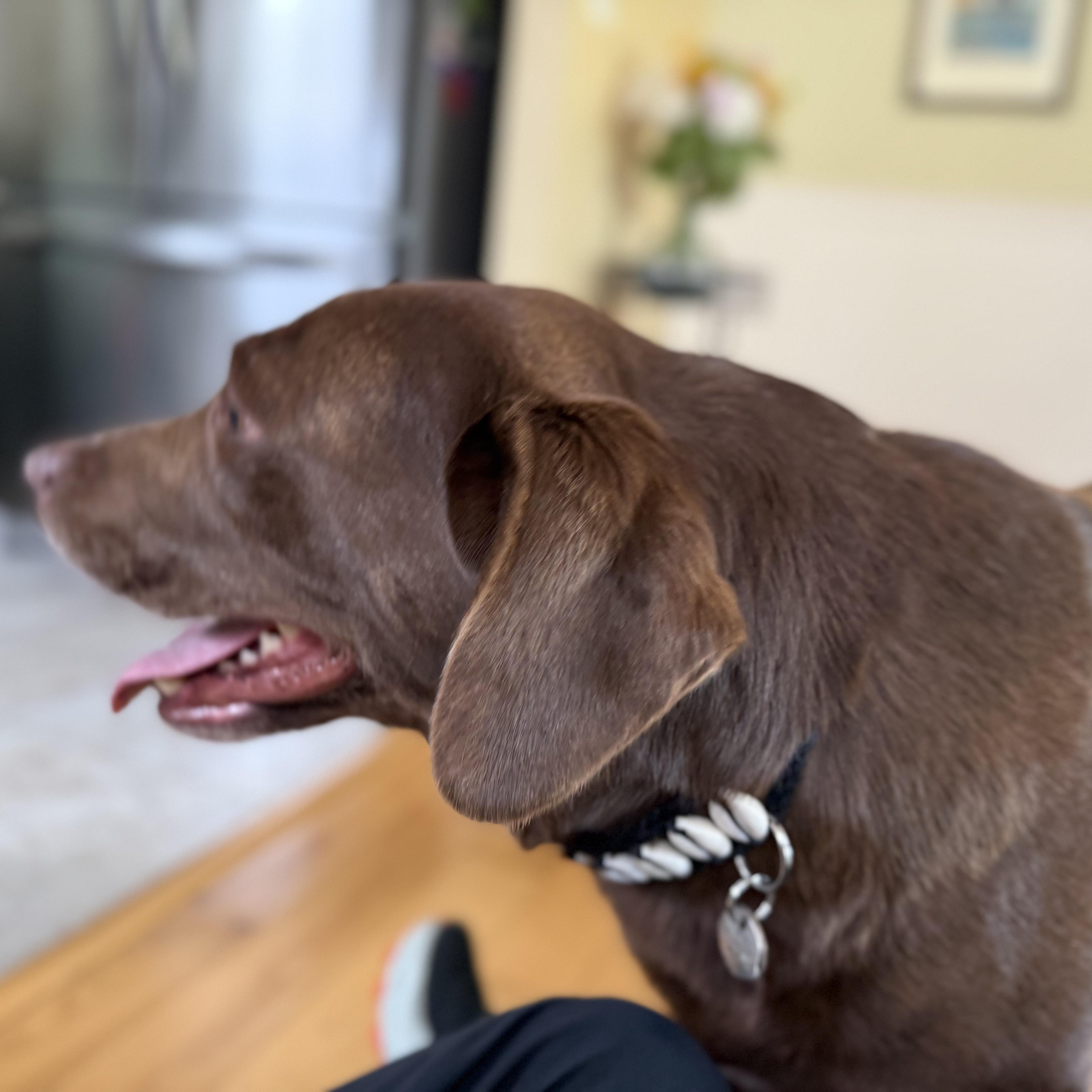 Enlarge Yogi, a ADOPTABLE Labrador Retriever in San Francisco, CA image 5/5
