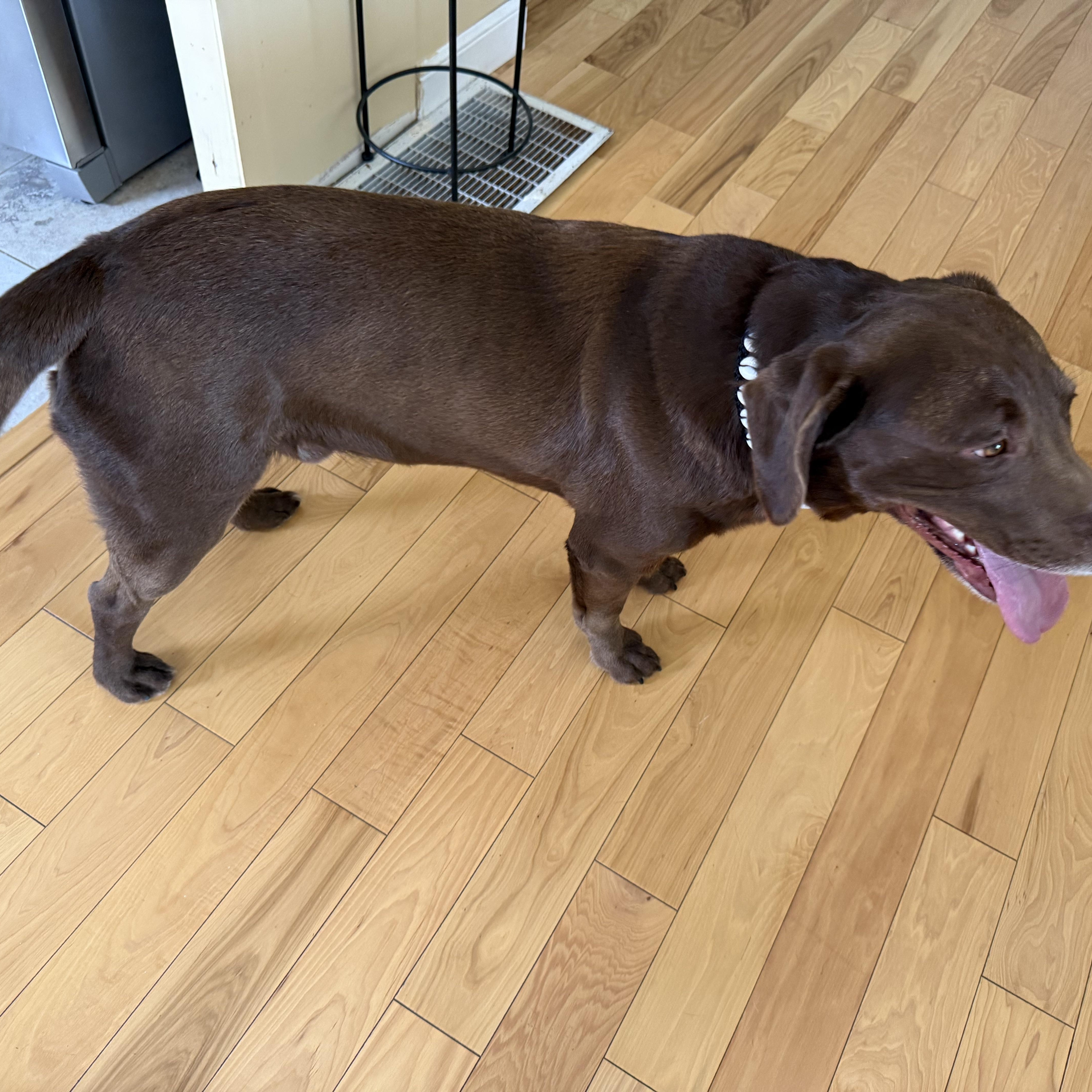 Enlarge Yogi, a ADOPTABLE Labrador Retriever in San Francisco, CA image 3/5