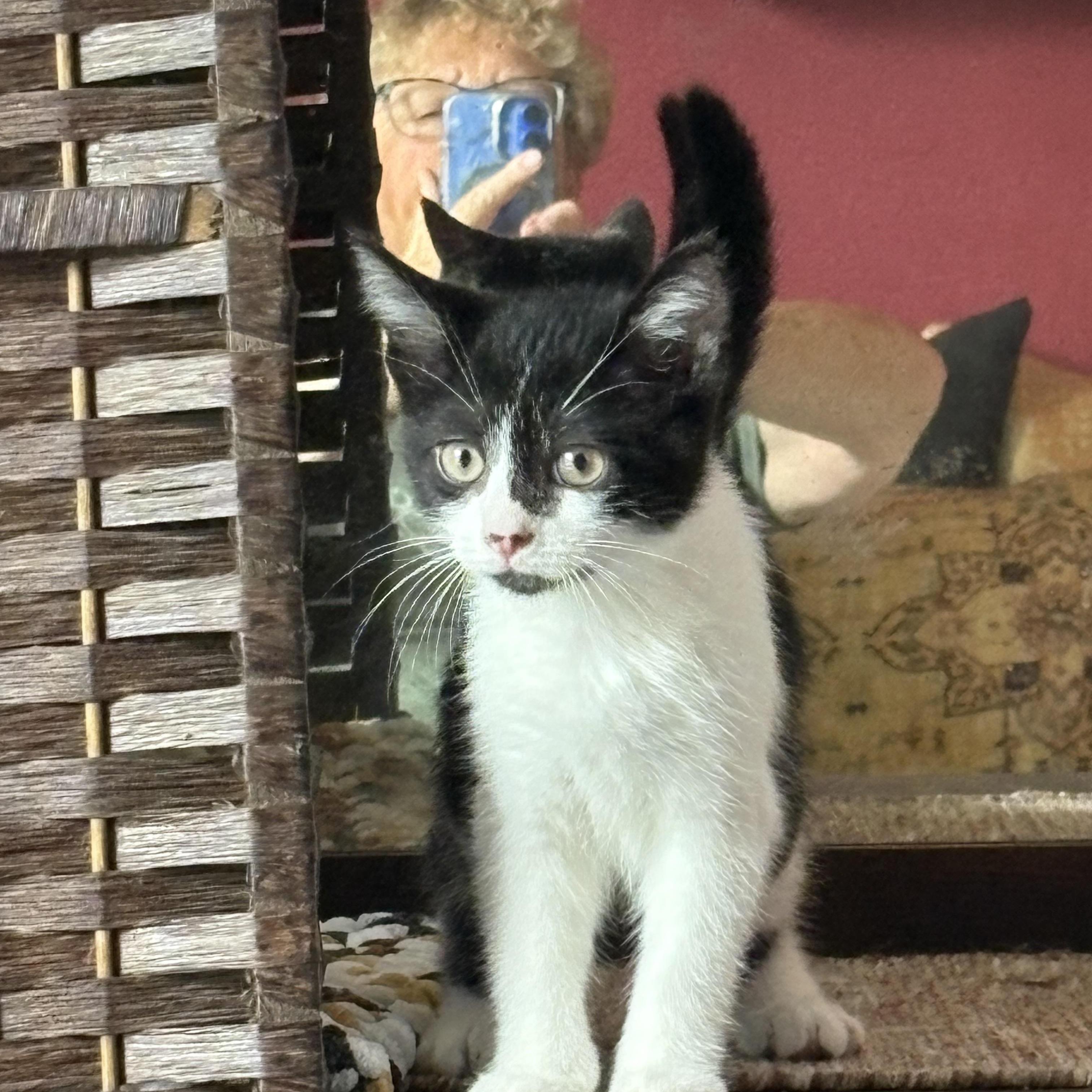 Enlarge Bailey, a Adoptable Domestic Short Hair in Cleveland, OH image 1/4