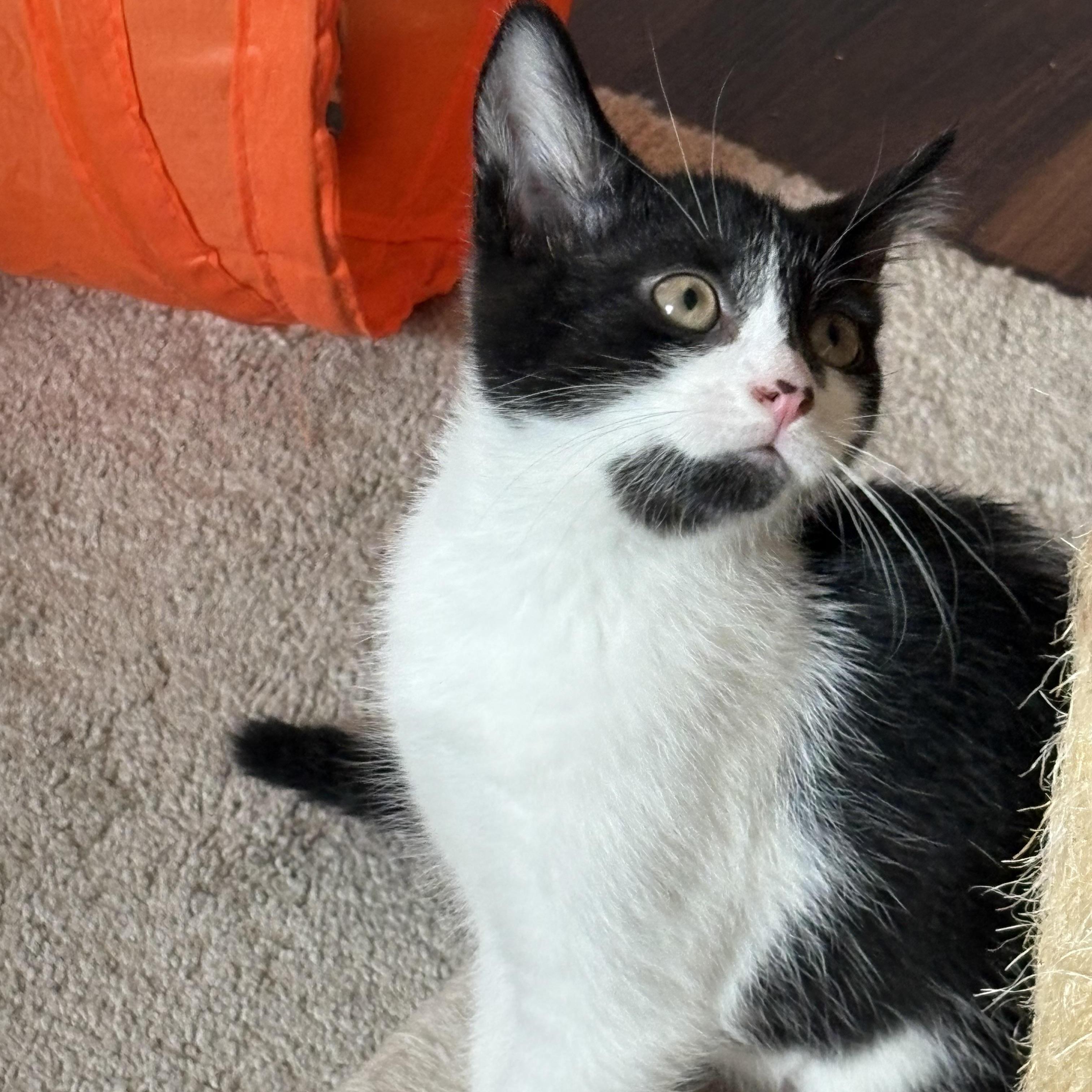 Enlarge Bailey, a Adoptable Domestic Short Hair in Cleveland, OH image 2/4